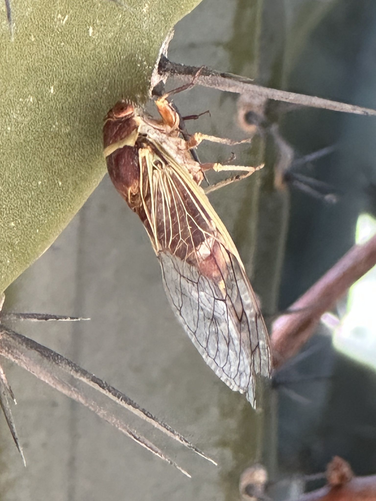Diceroprocta