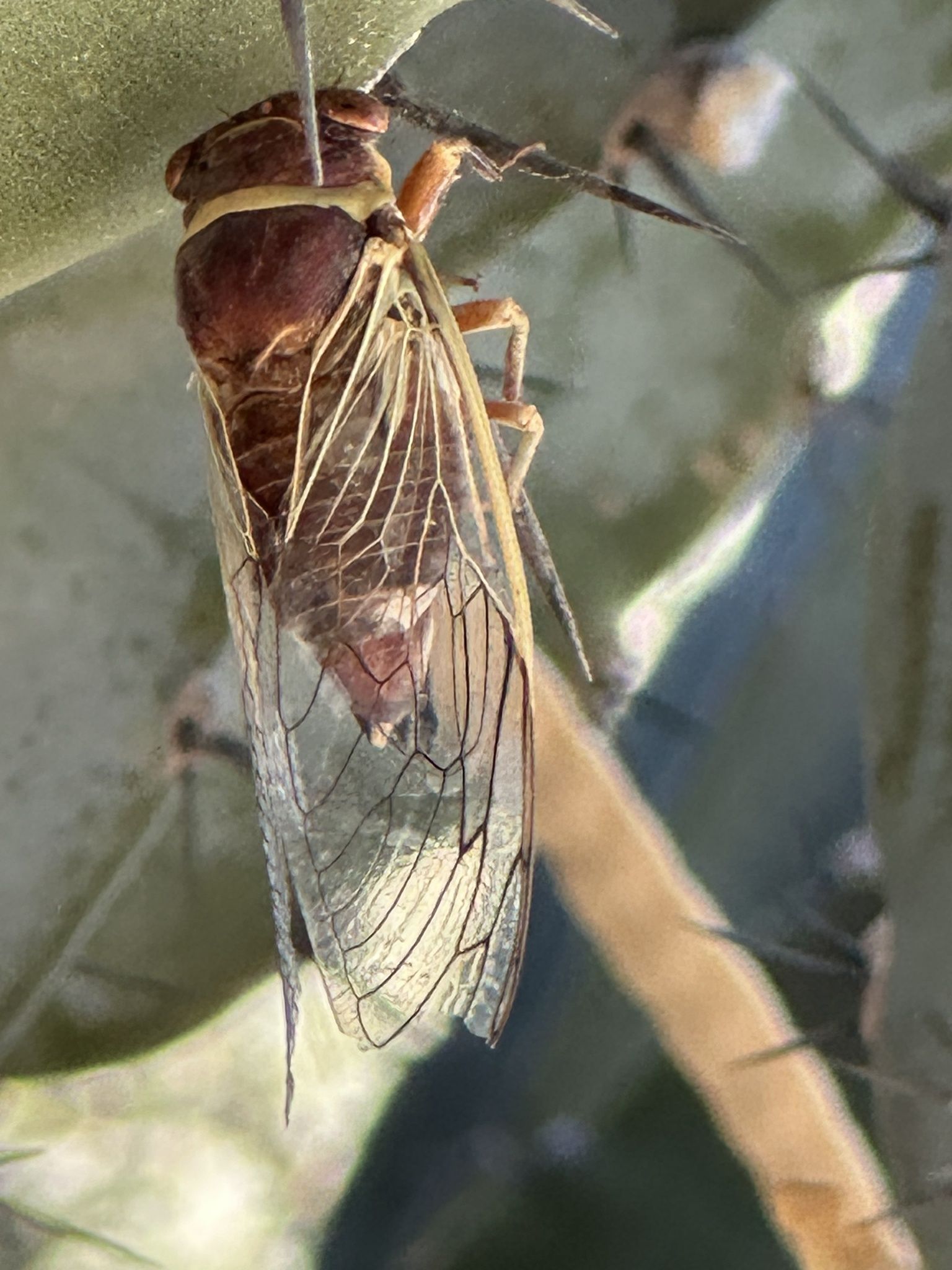 Diceroprocta