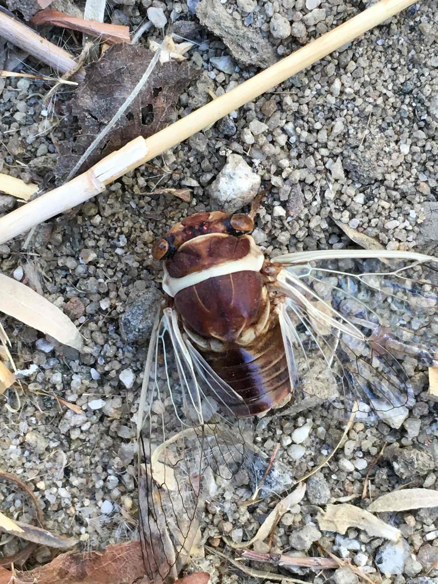 Diceroprocta