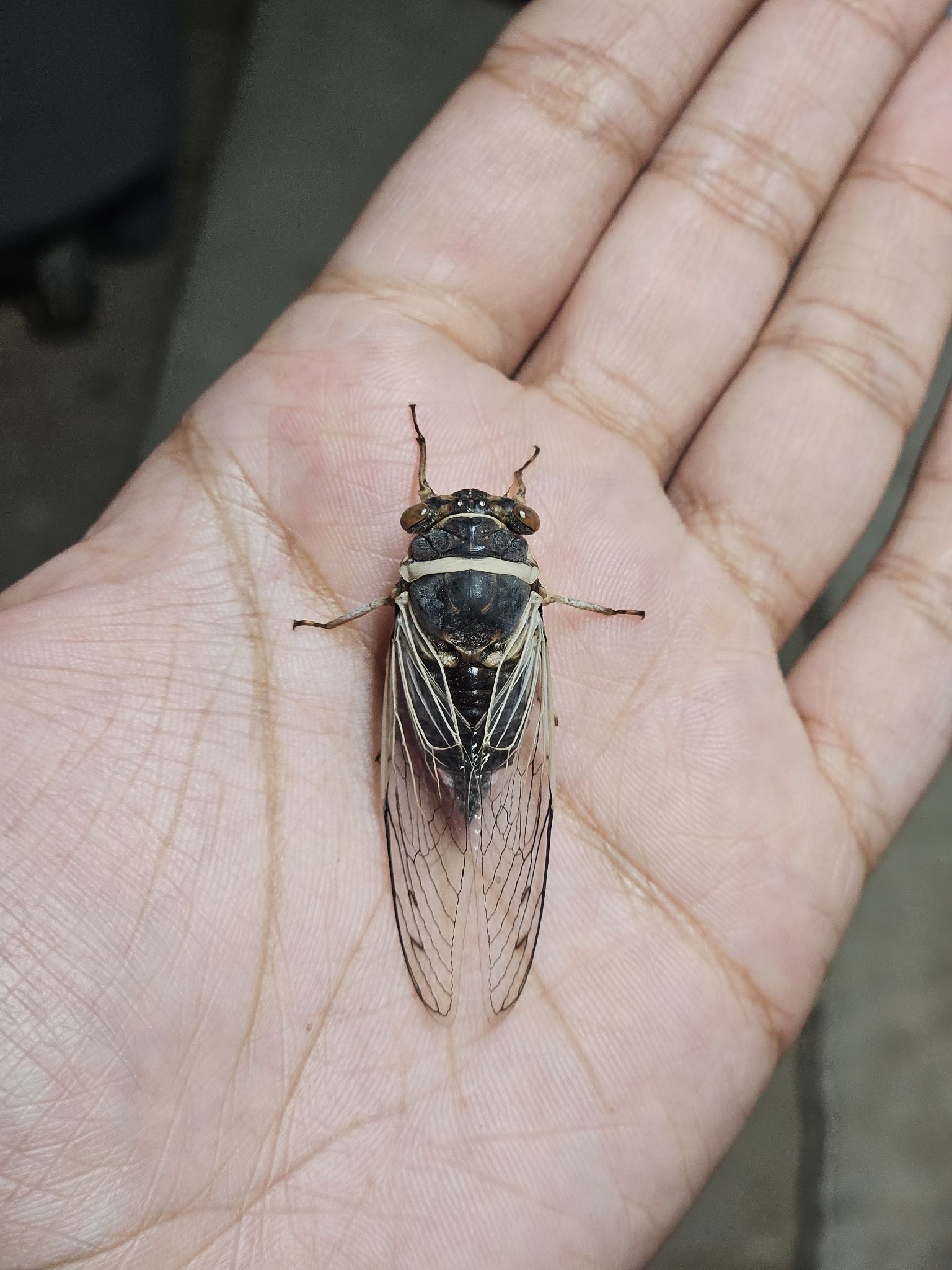 Diceroprocta