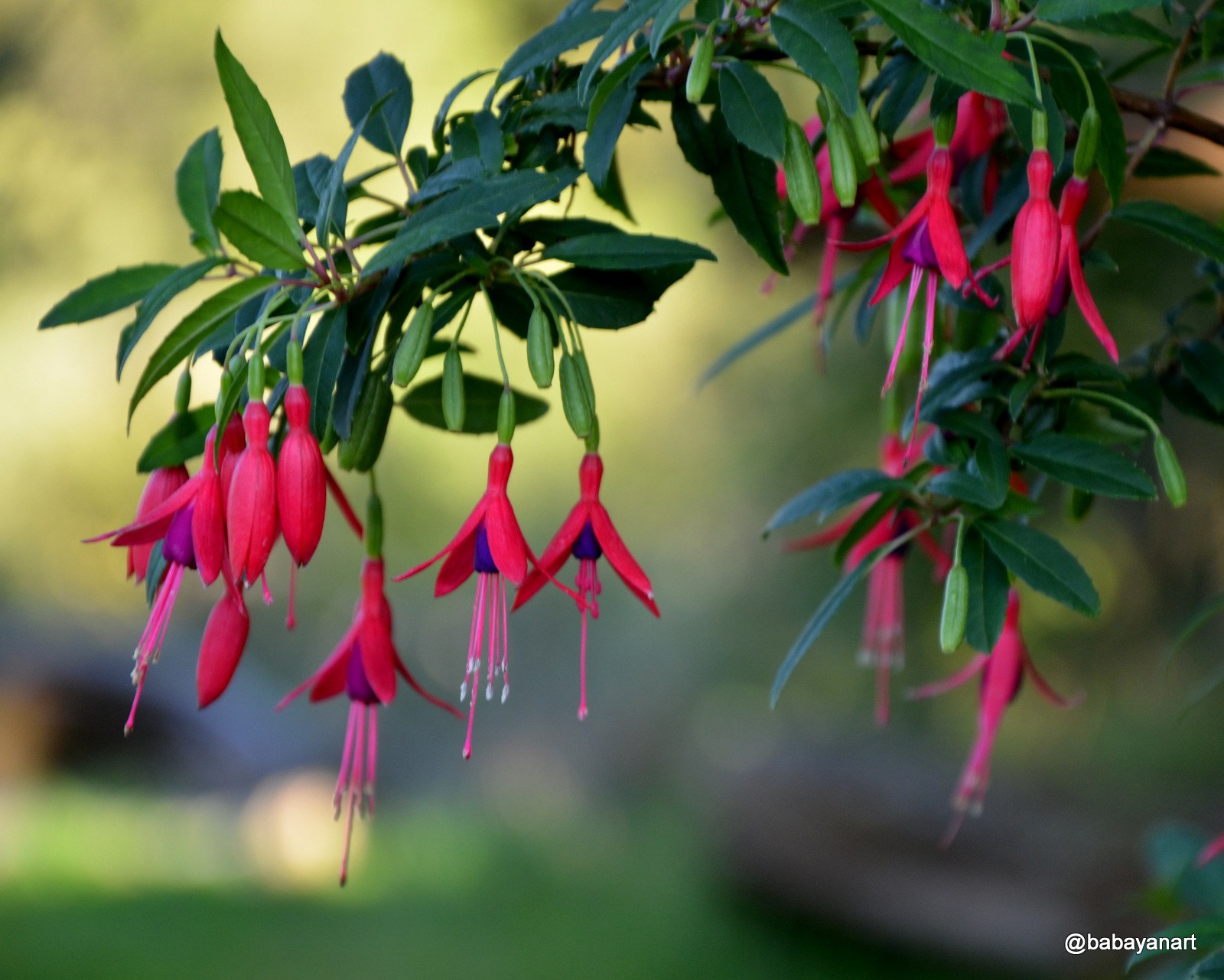 Fuchsia magellanica
