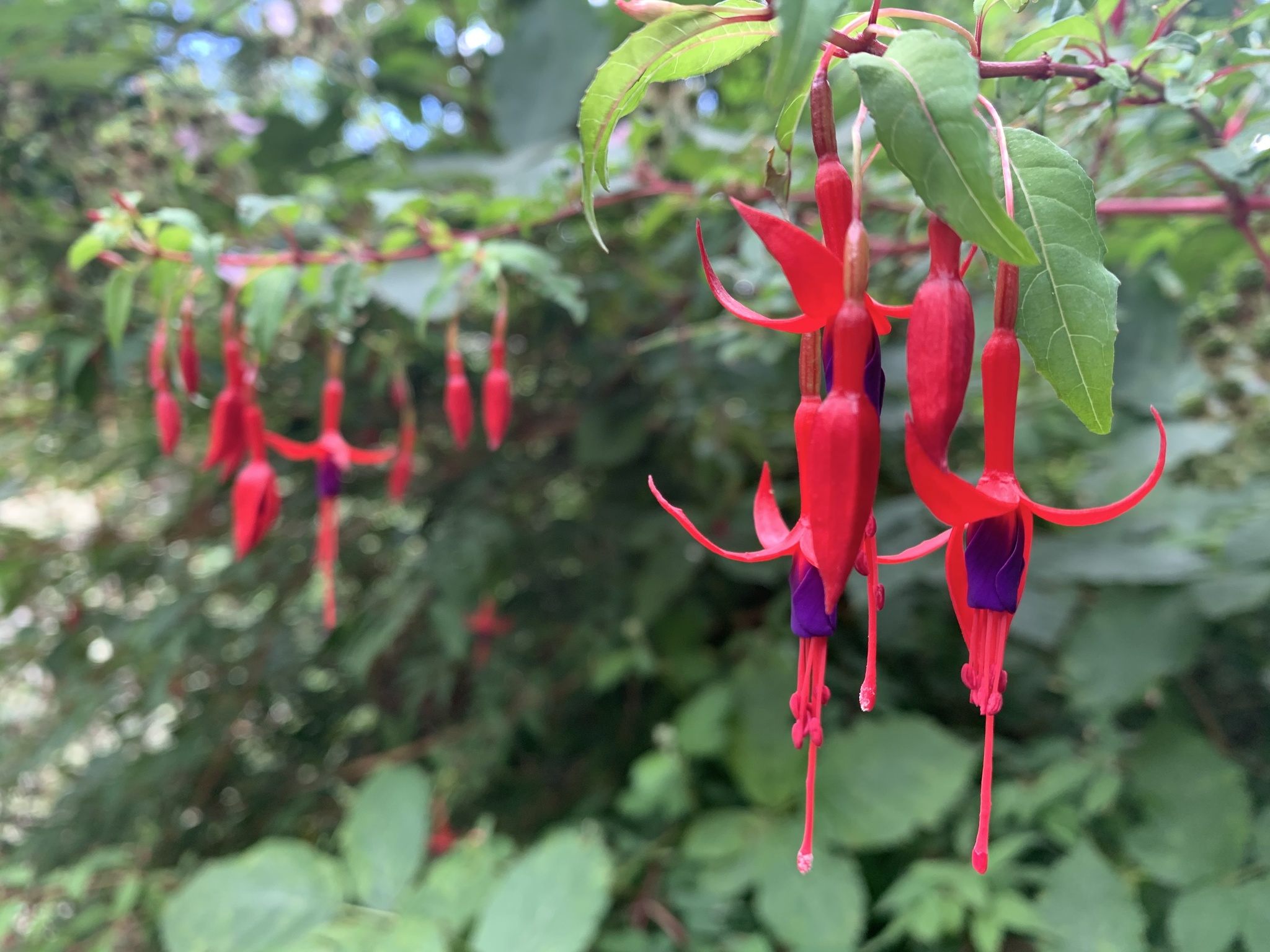 Fuchsia magellanica