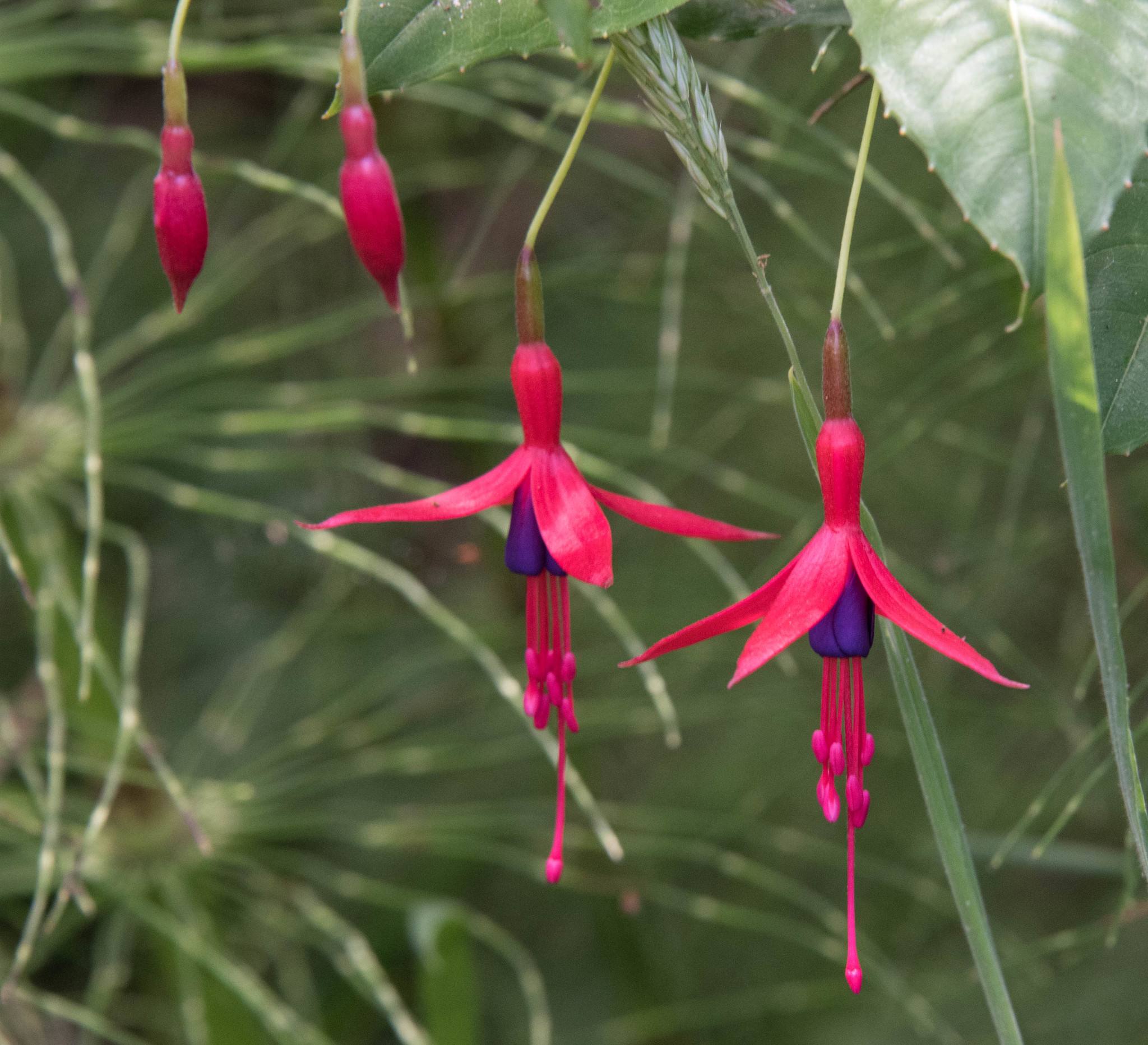 Fuchsia magellanica