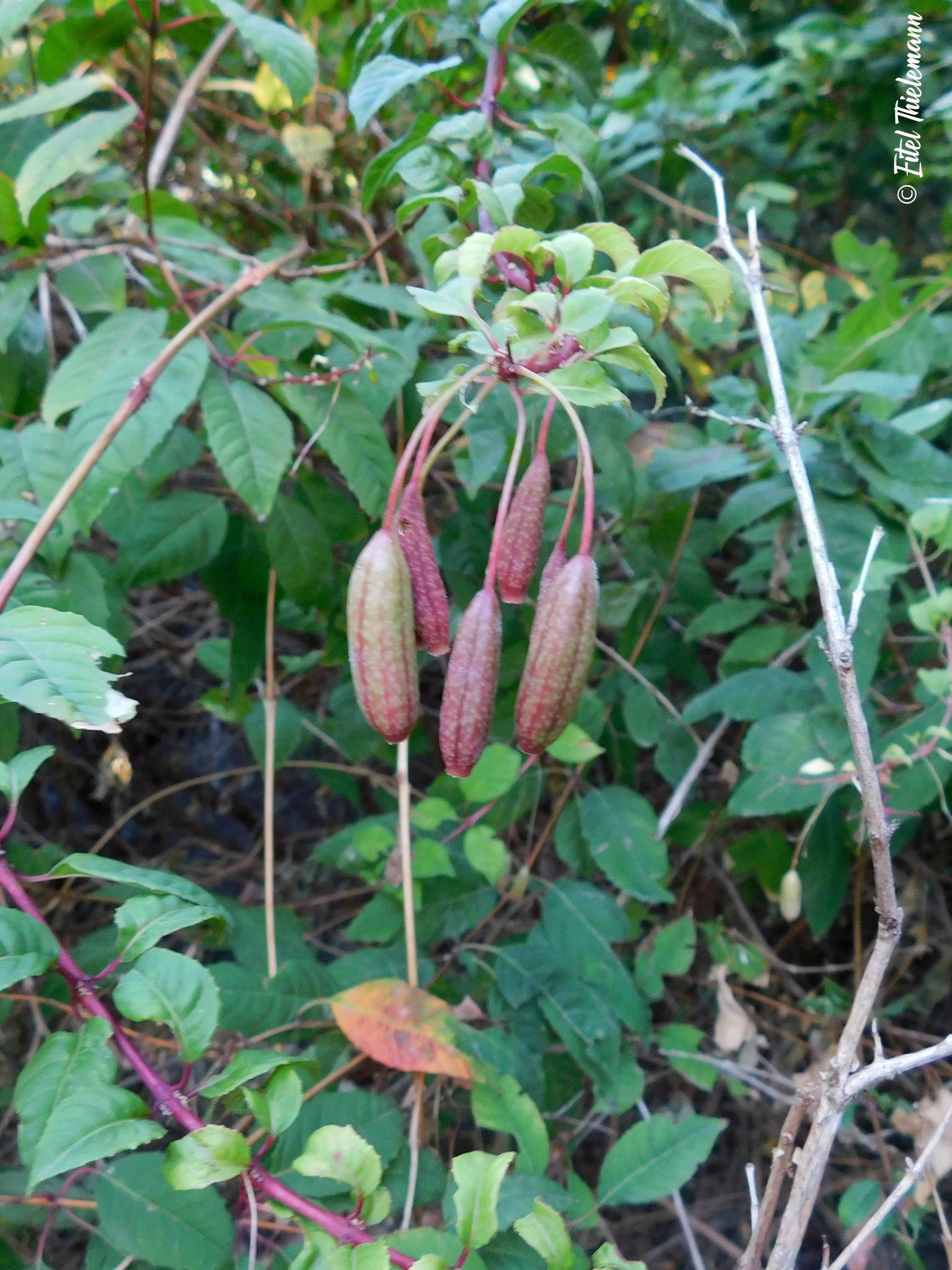 Fuchsia magellanica