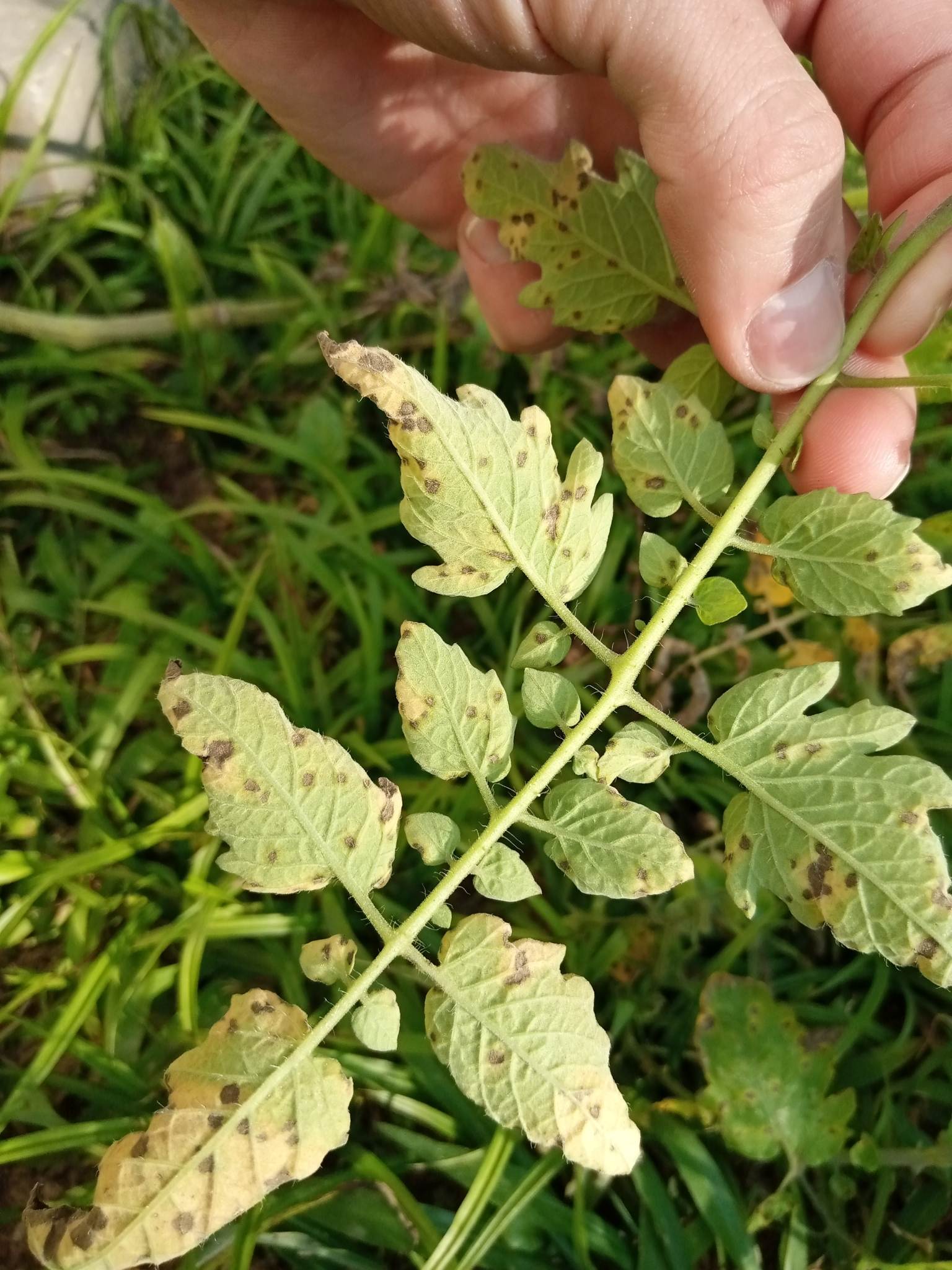 Septoria lycopersici