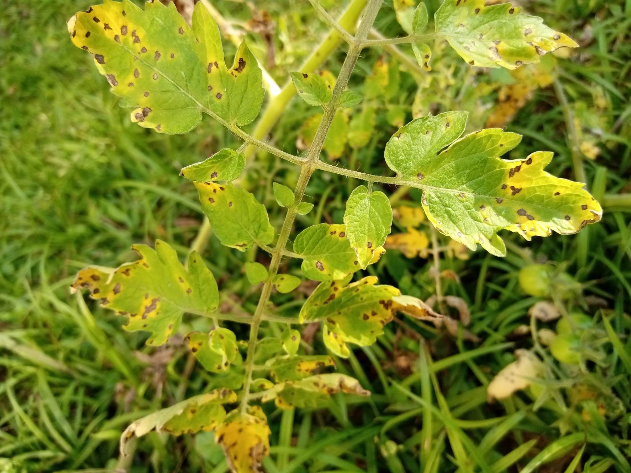 Septoria lycopersici