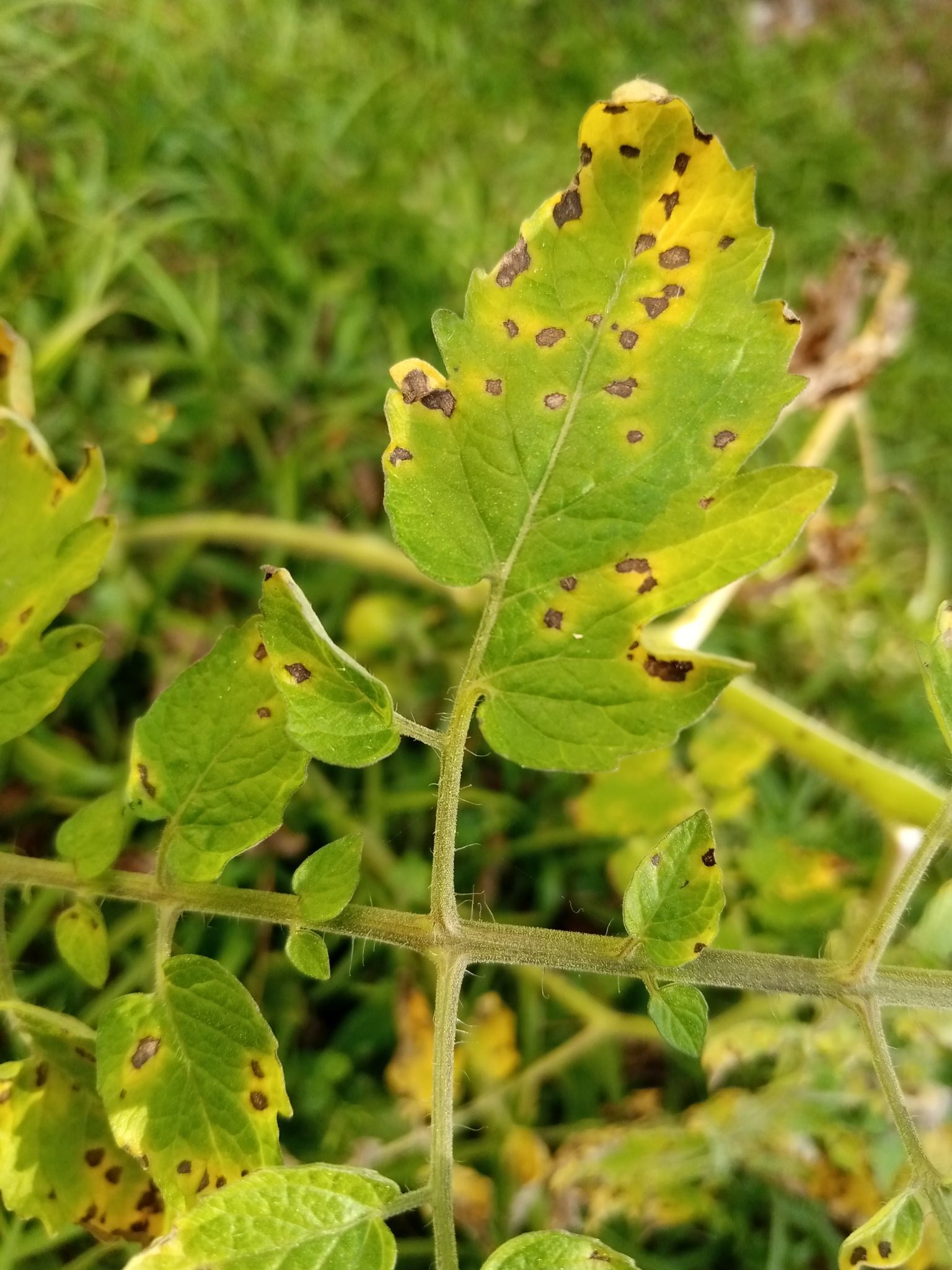 Septoria lycopersici
