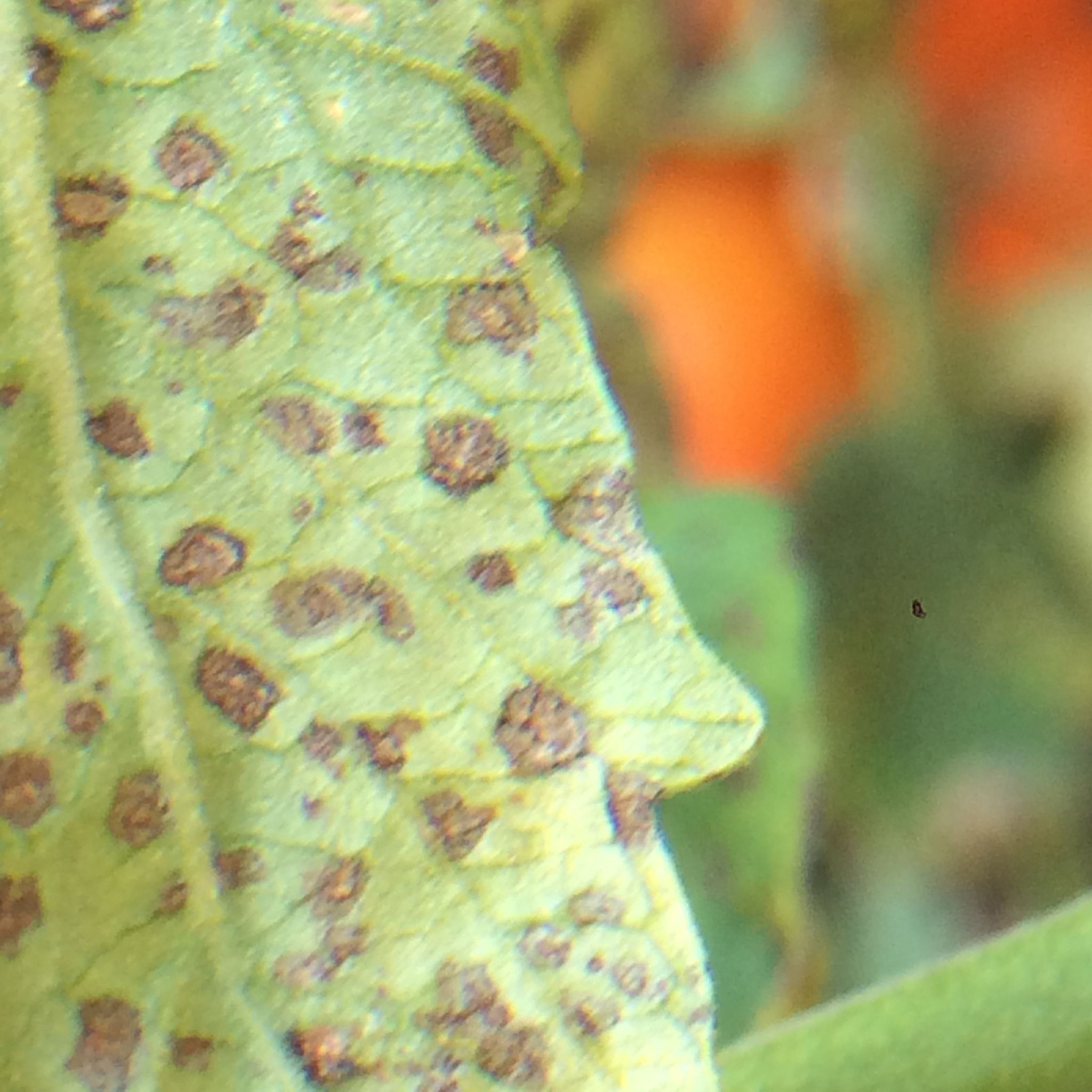 Septoria lycopersici