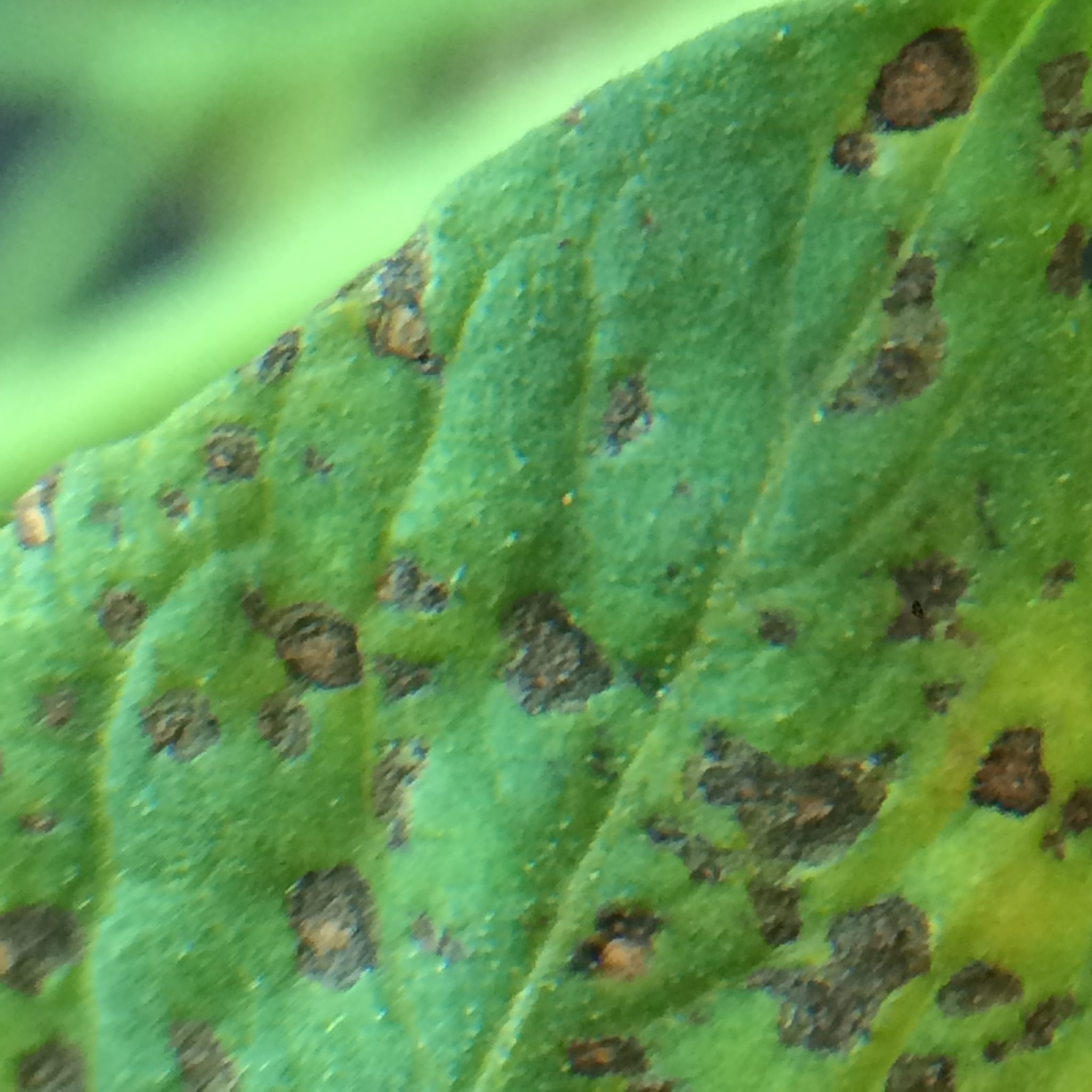 Septoria lycopersici
