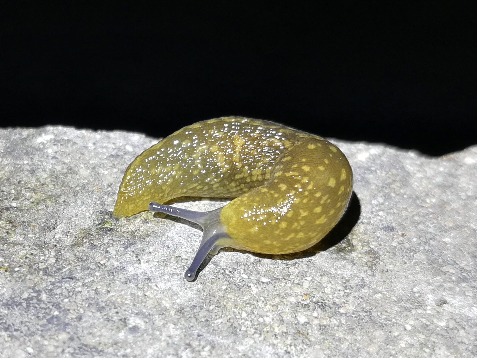 Limacus