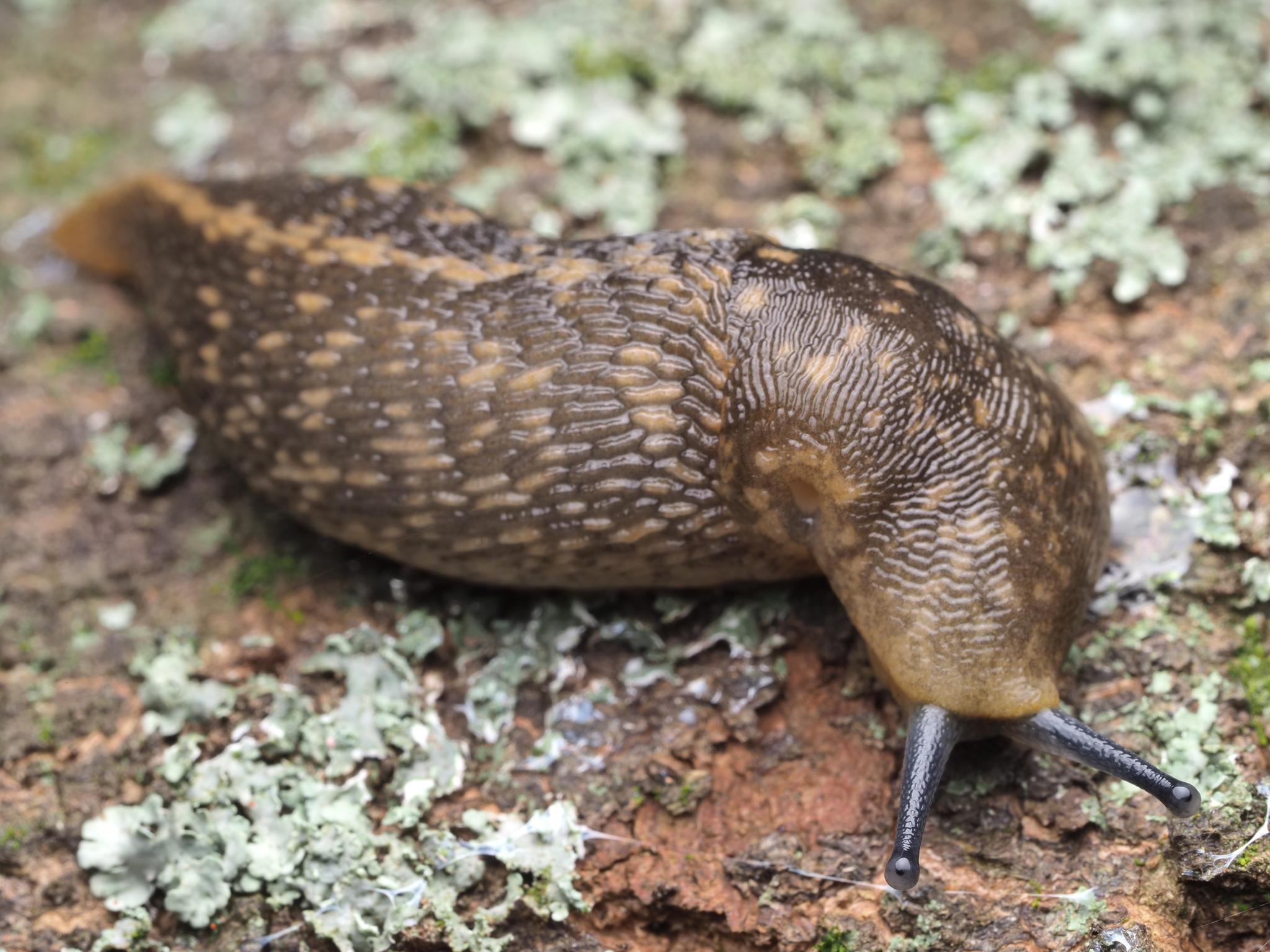 Limacus