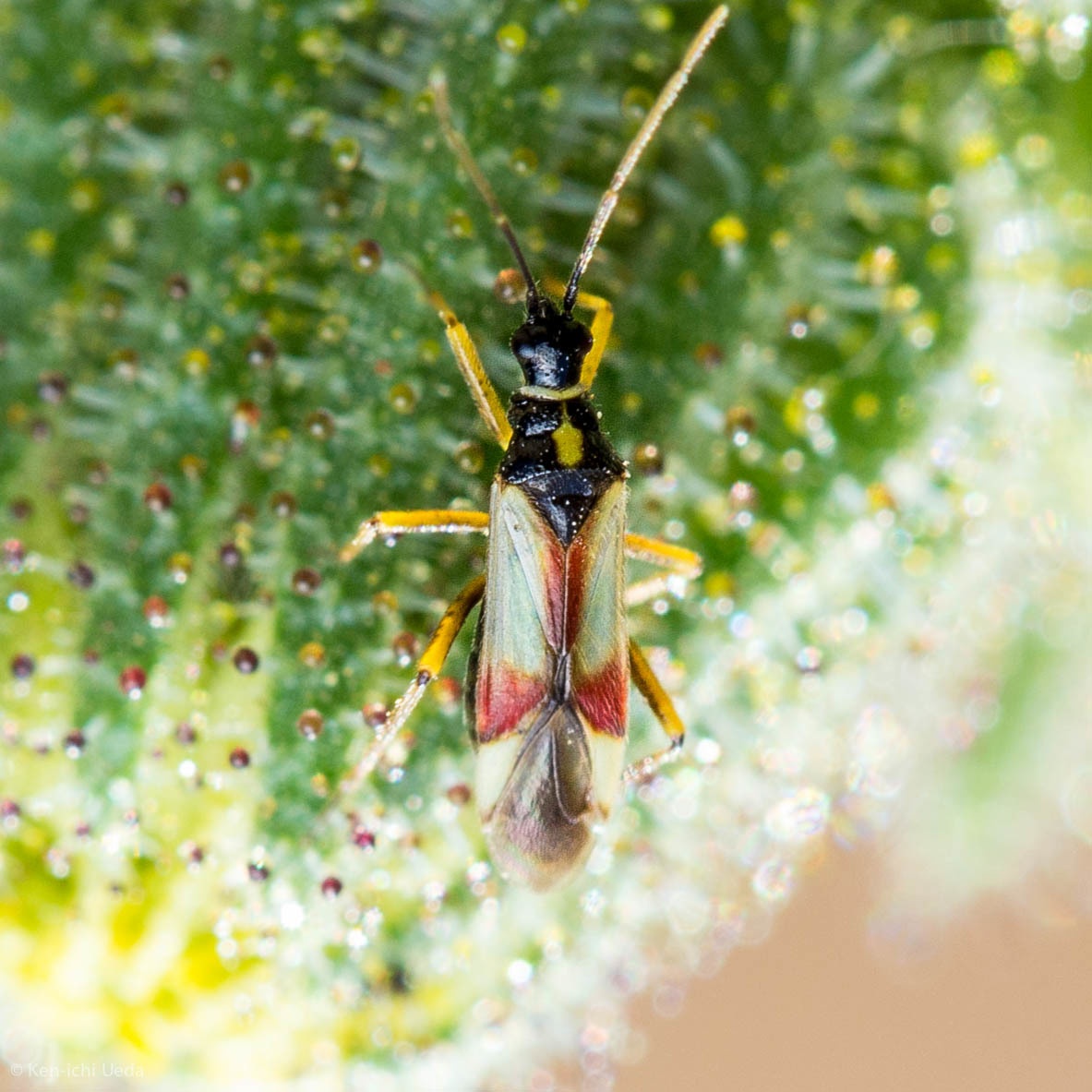 Tupiocoris