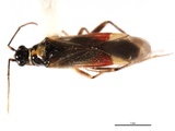 Tupiocoris