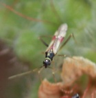 Tupiocoris