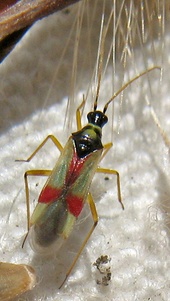 Tupiocoris