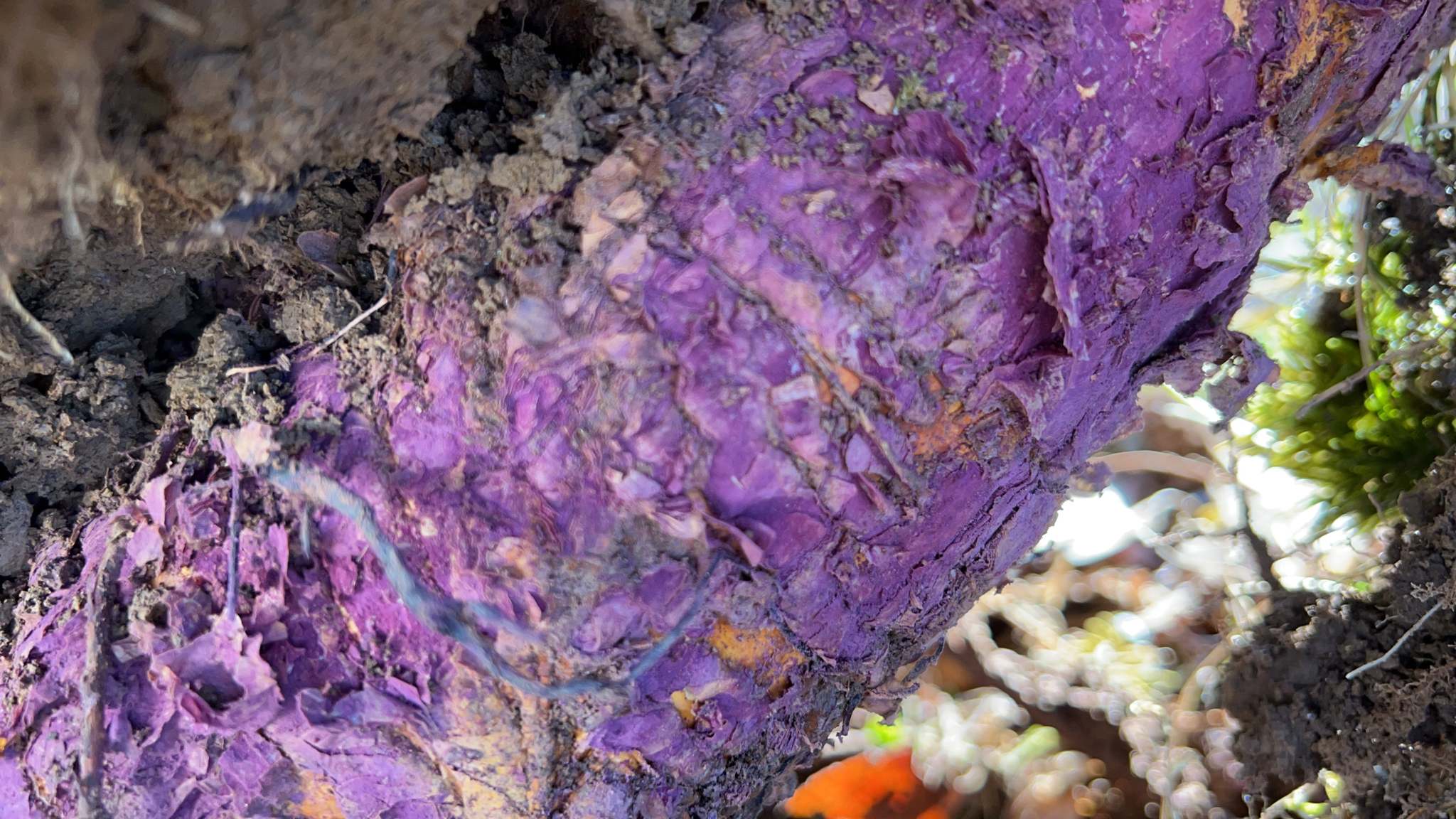 Helicobasidium purpureum