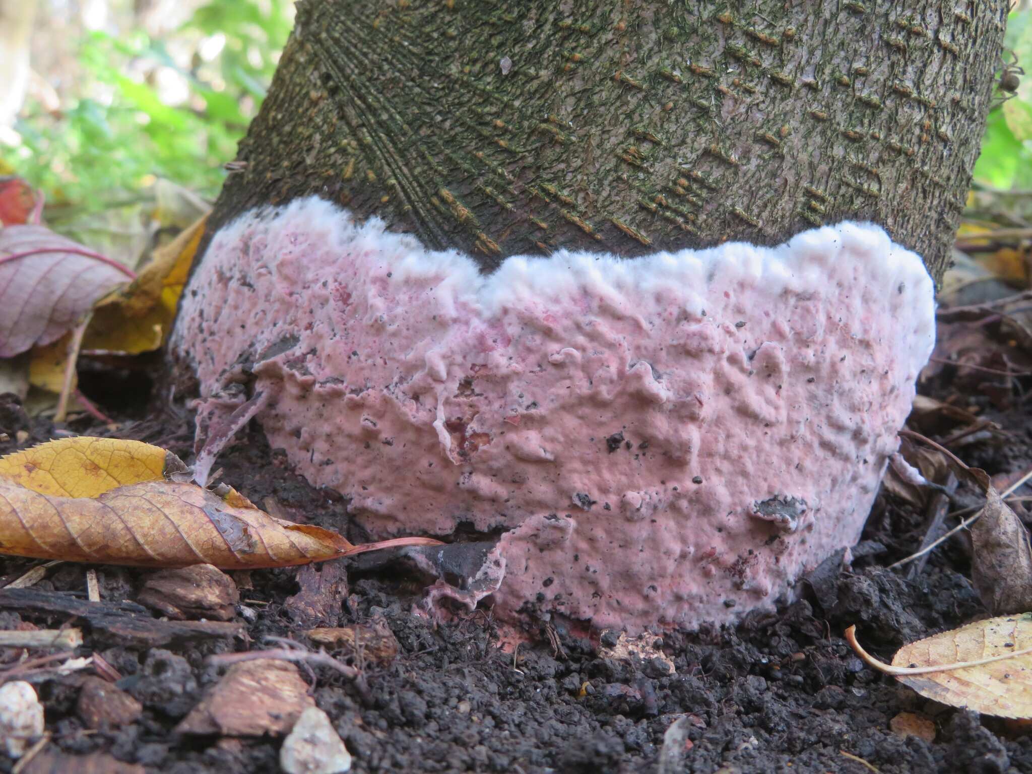 Helicobasidium purpureum