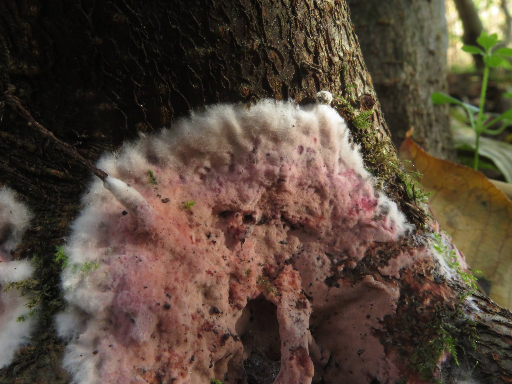 Helicobasidium purpureum