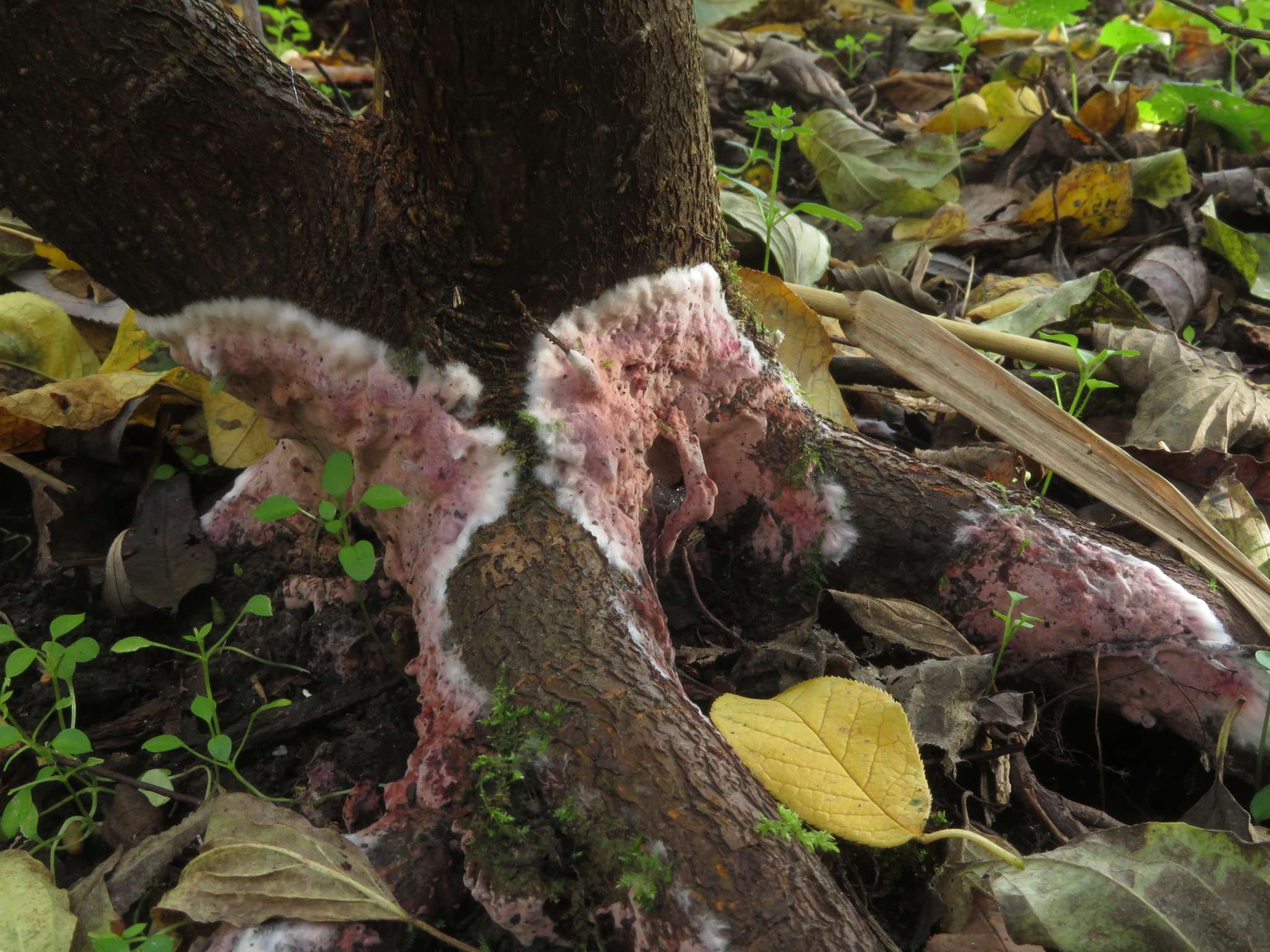 Helicobasidium purpureum
