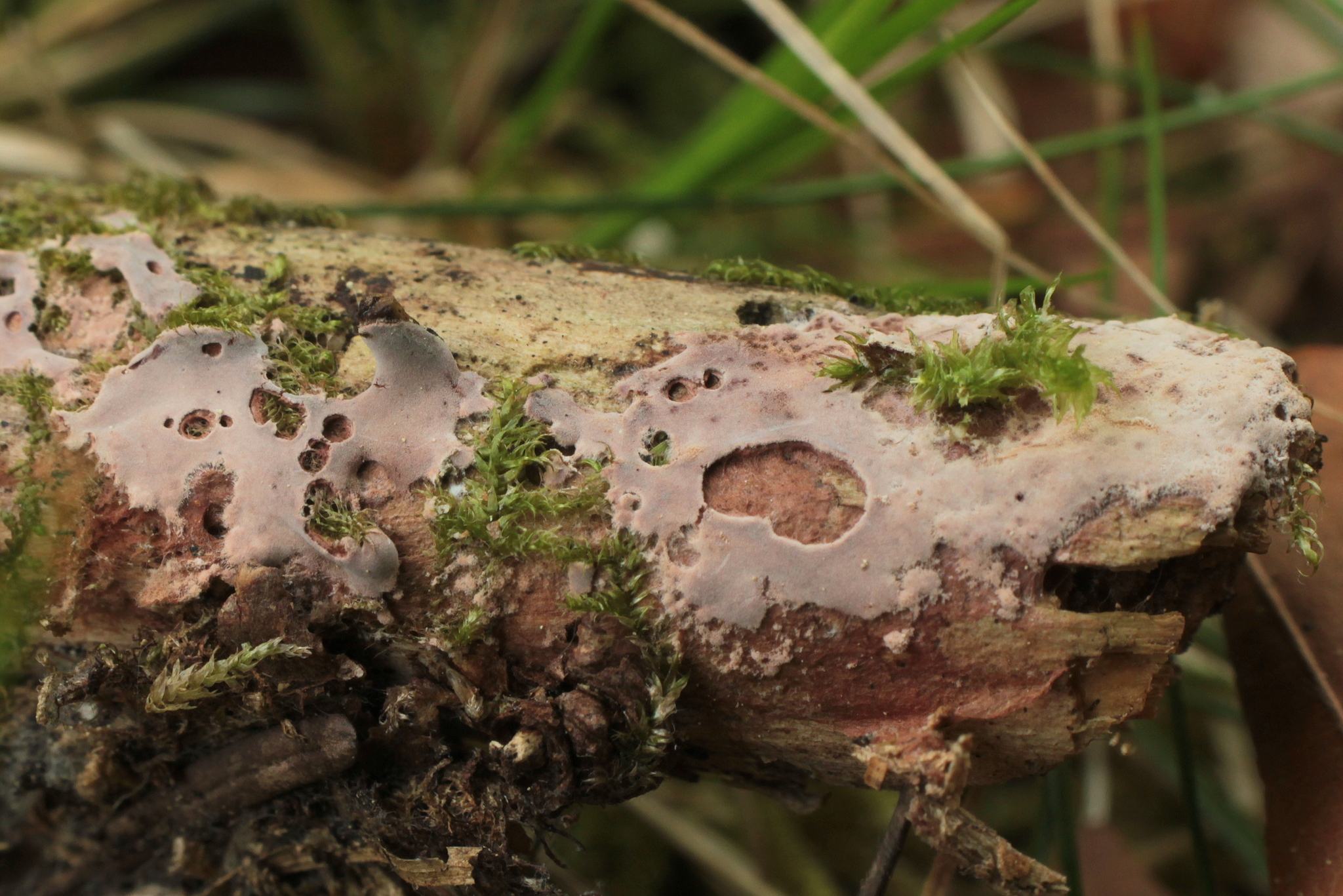 Helicobasidium purpureum