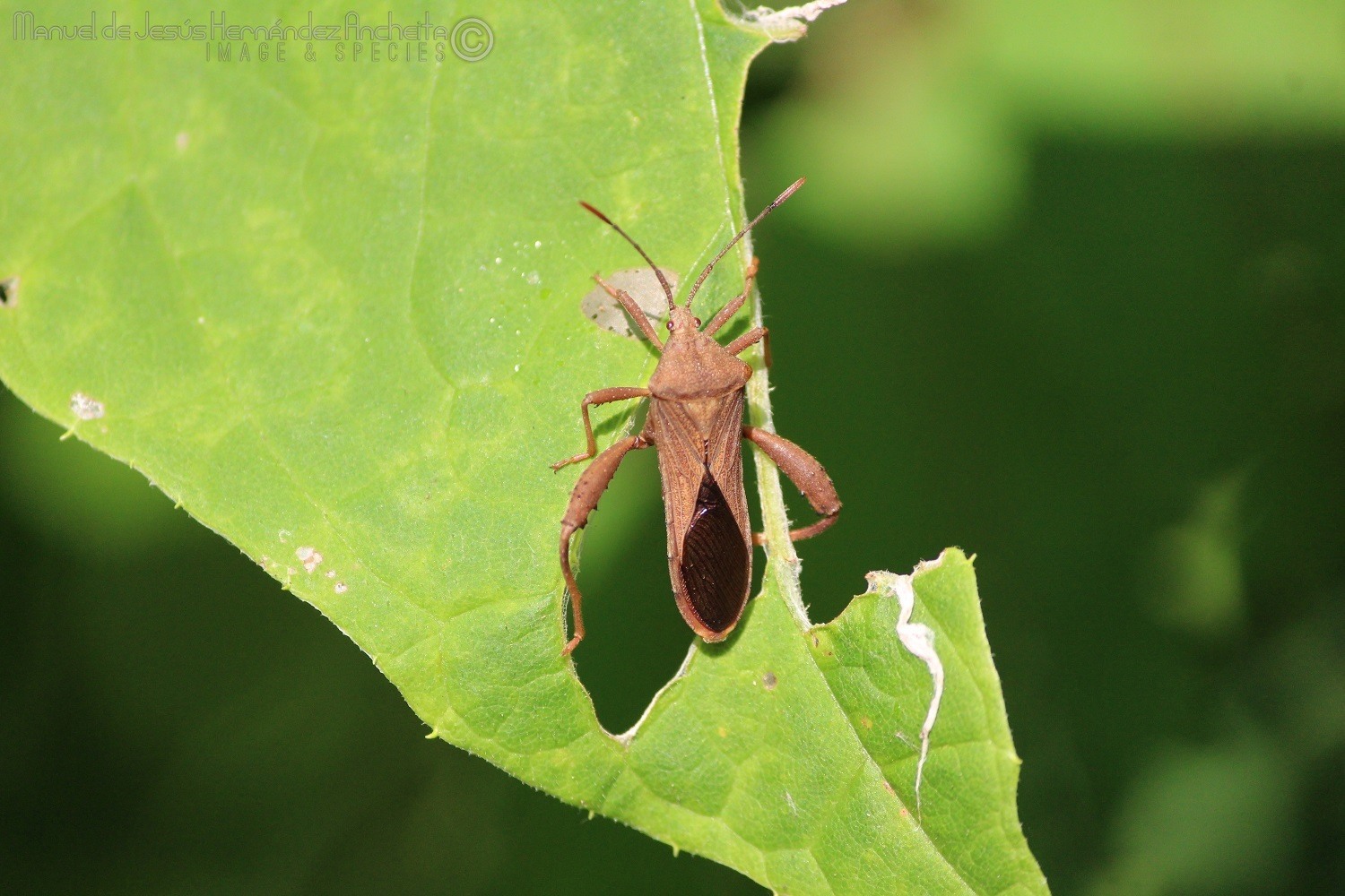 Piezogaster odiosus