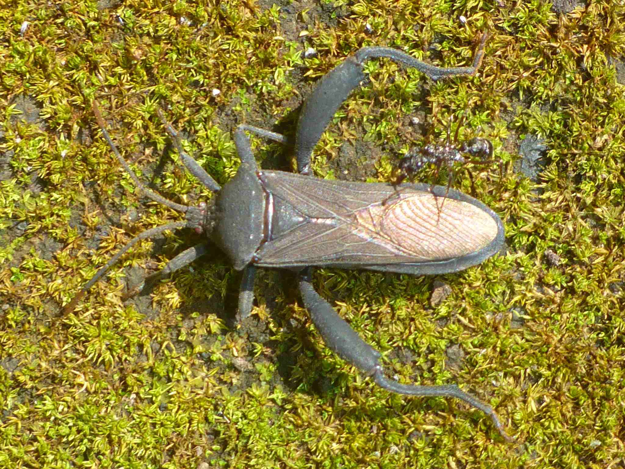 Piezogaster odiosus