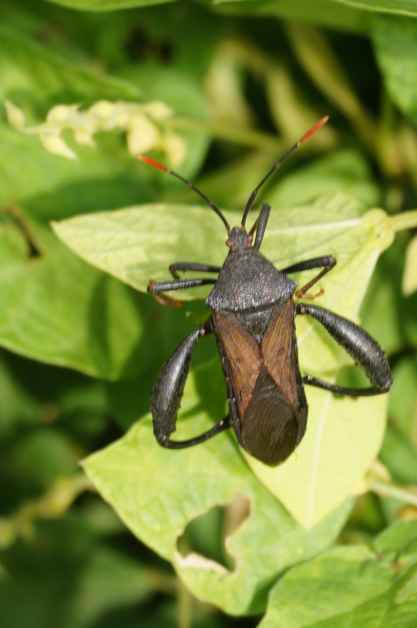 Piezogaster odiosus