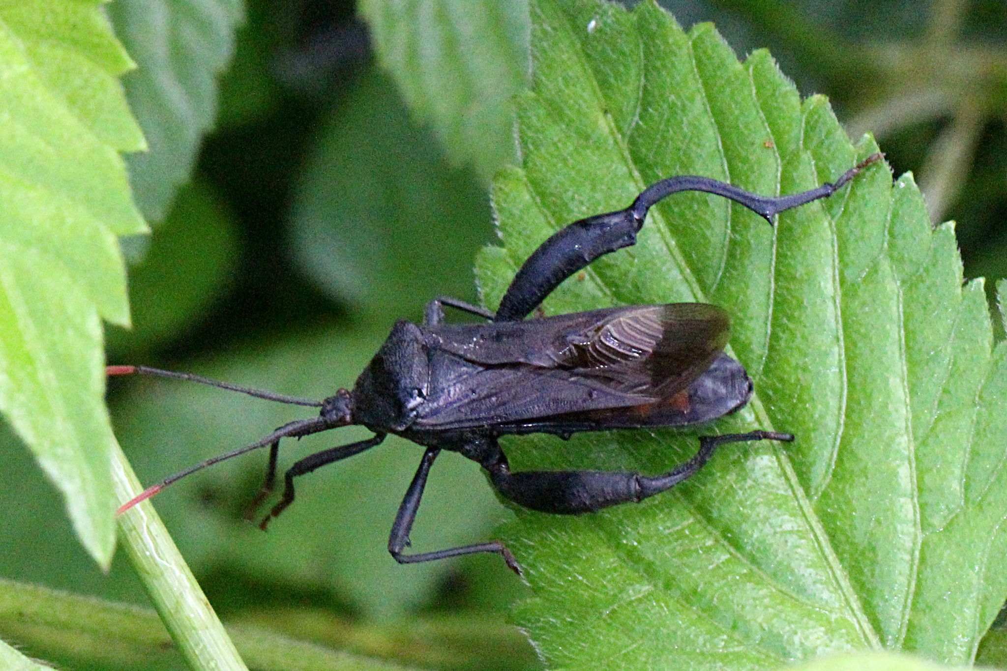 Piezogaster odiosus