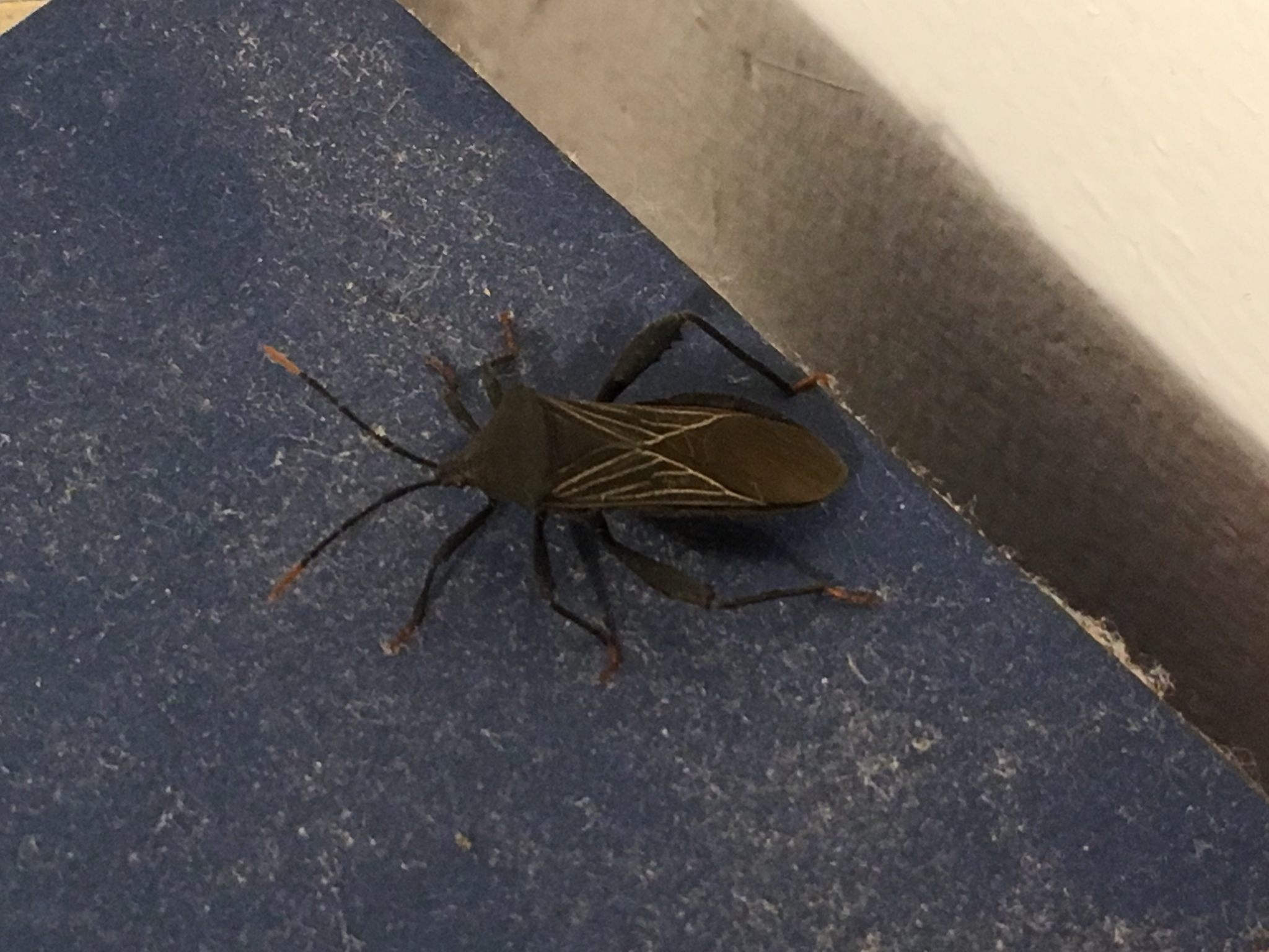 Piezogaster odiosus