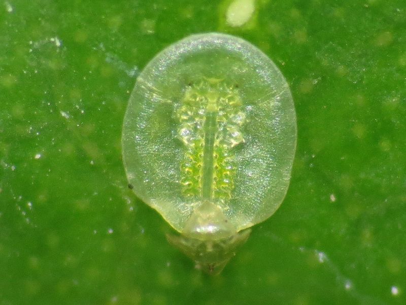 Singhiella simplex