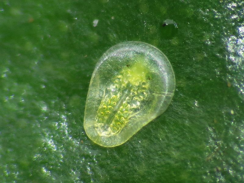 Singhiella simplex