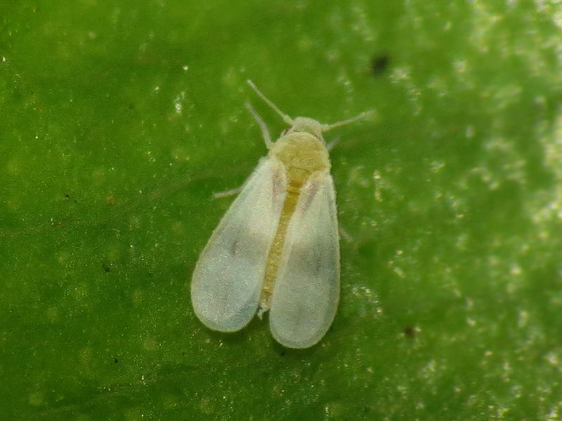 Singhiella simplex