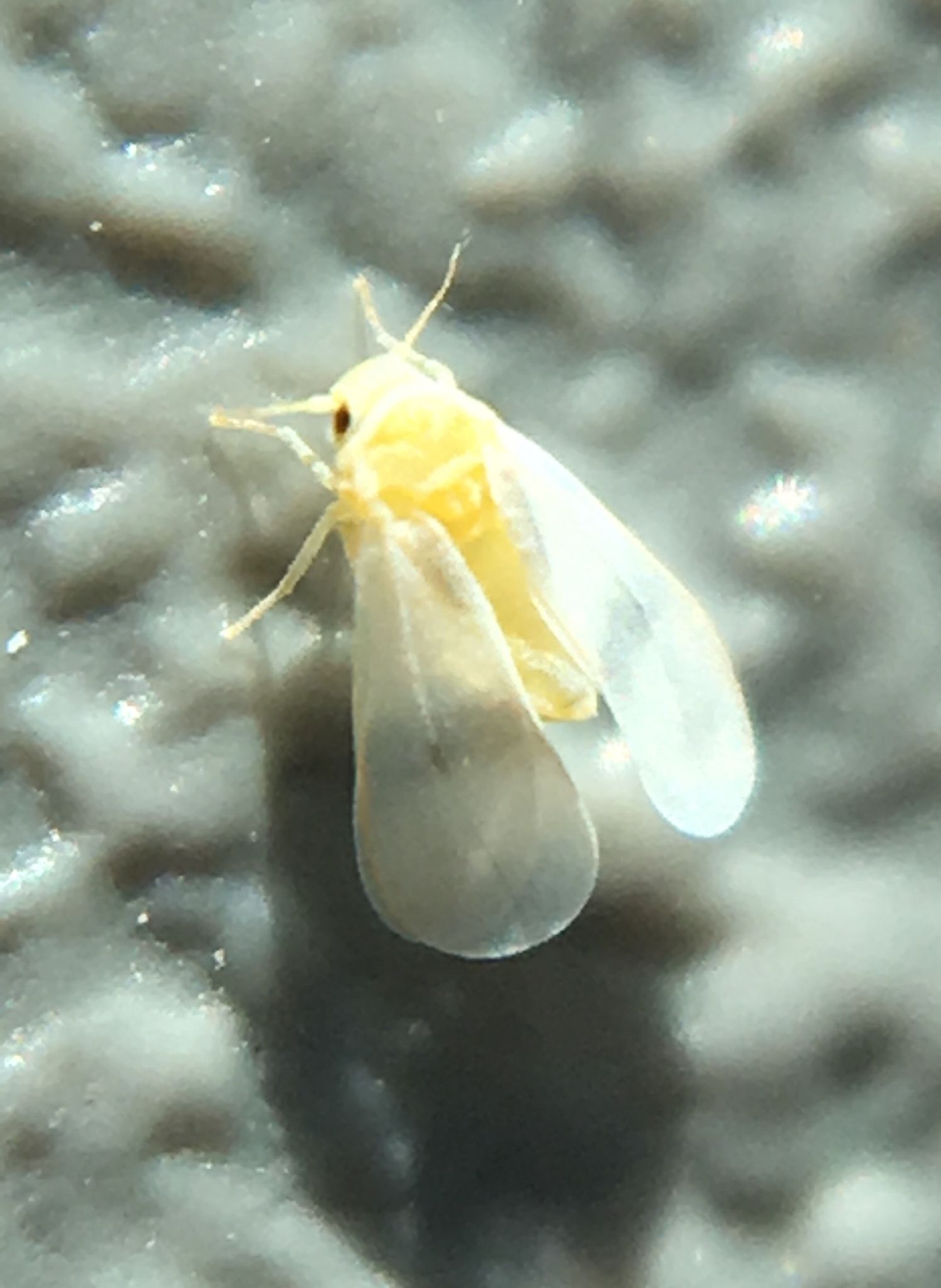 Singhiella simplex
