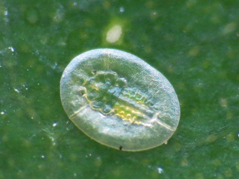 Singhiella simplex