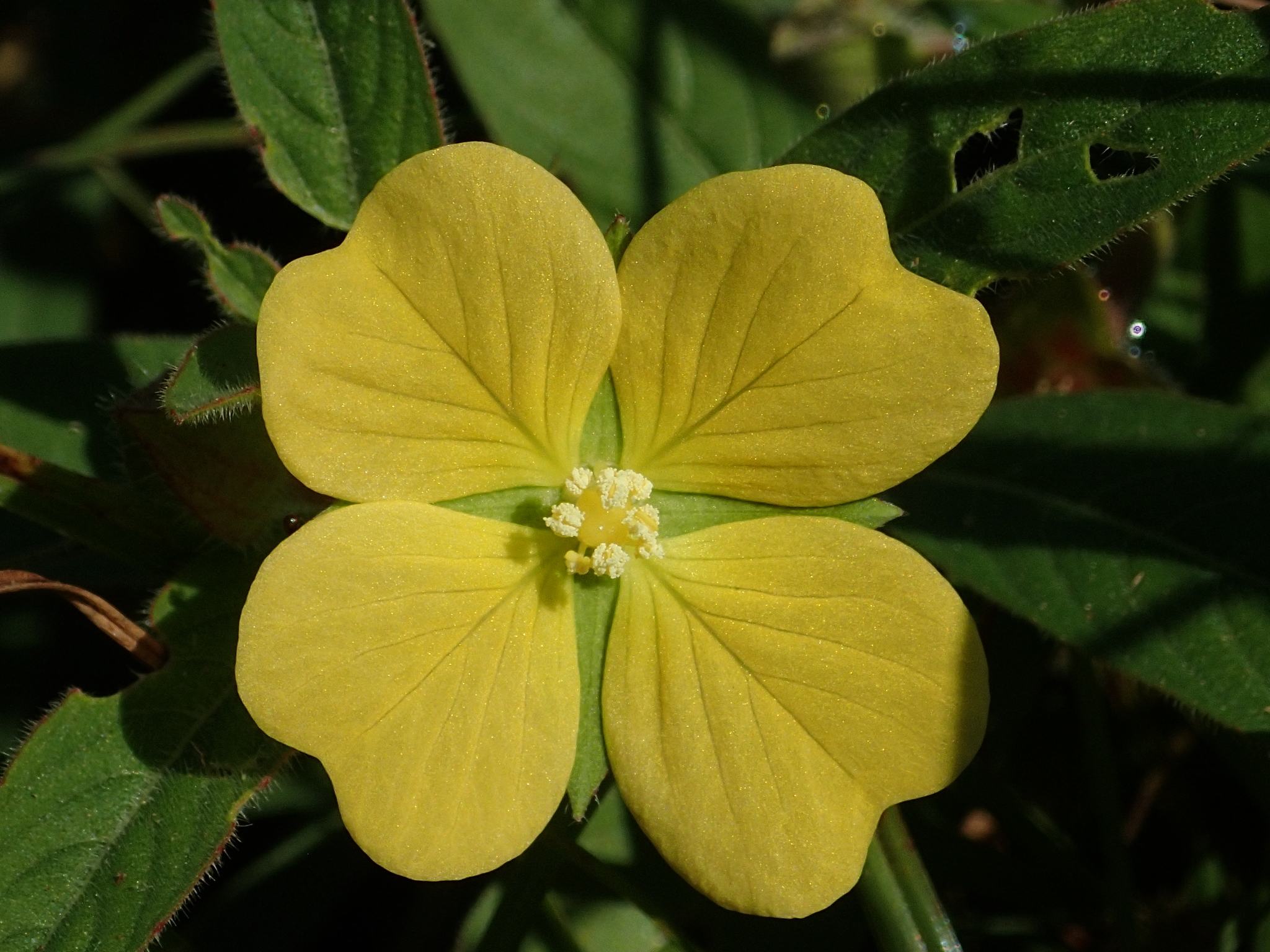 Ludwigia octovalvis