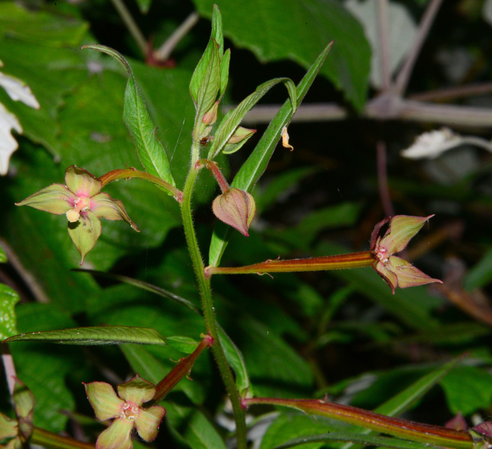 Ludwigia octovalvis