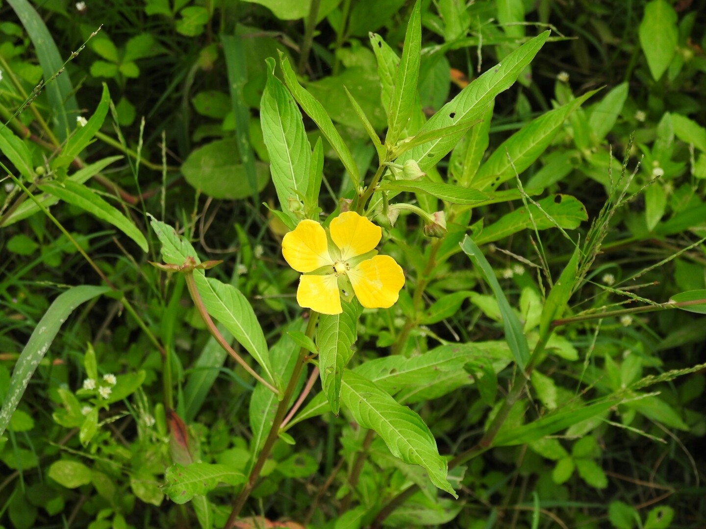 Ludwigia octovalvis