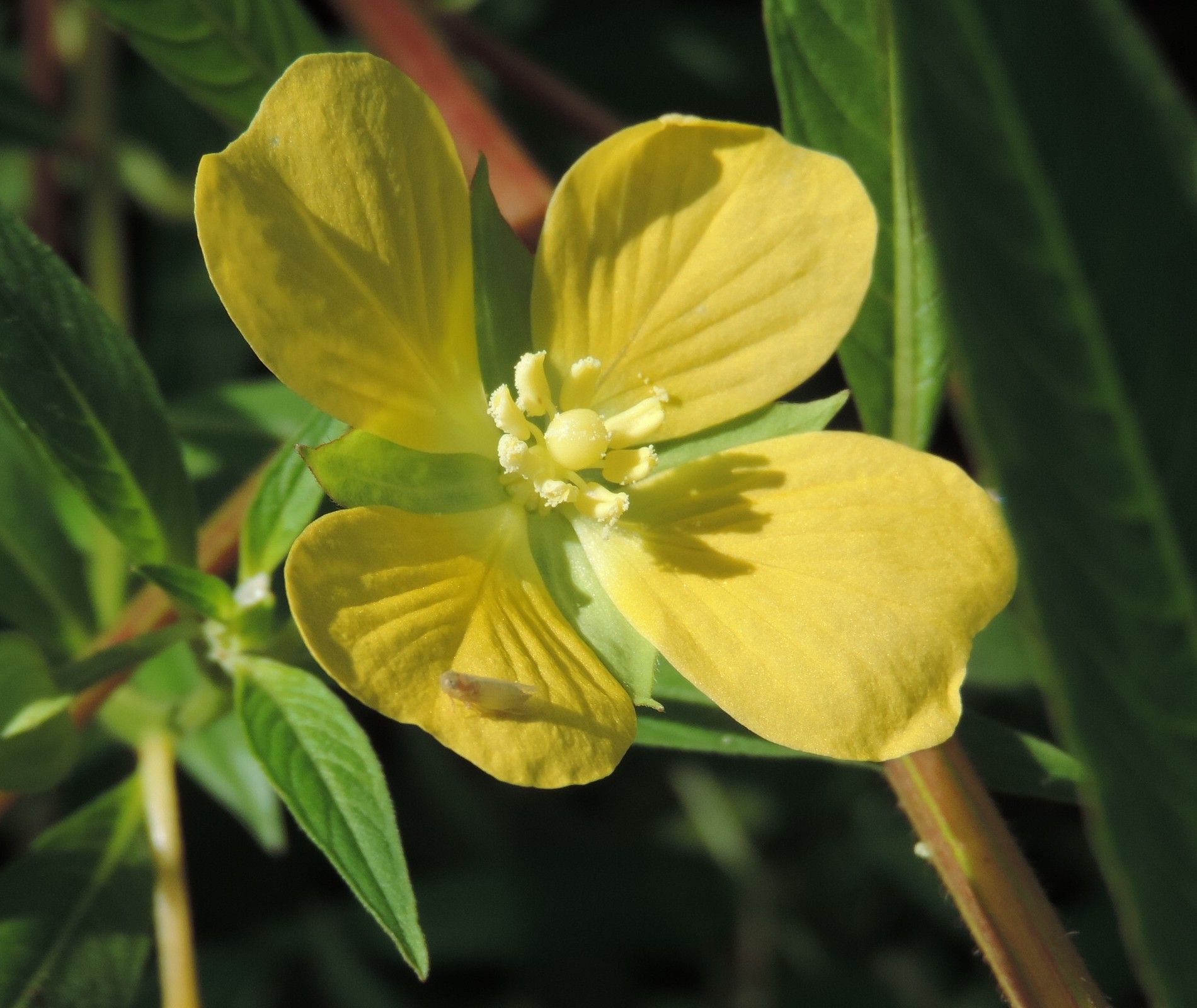 Ludwigia octovalvis