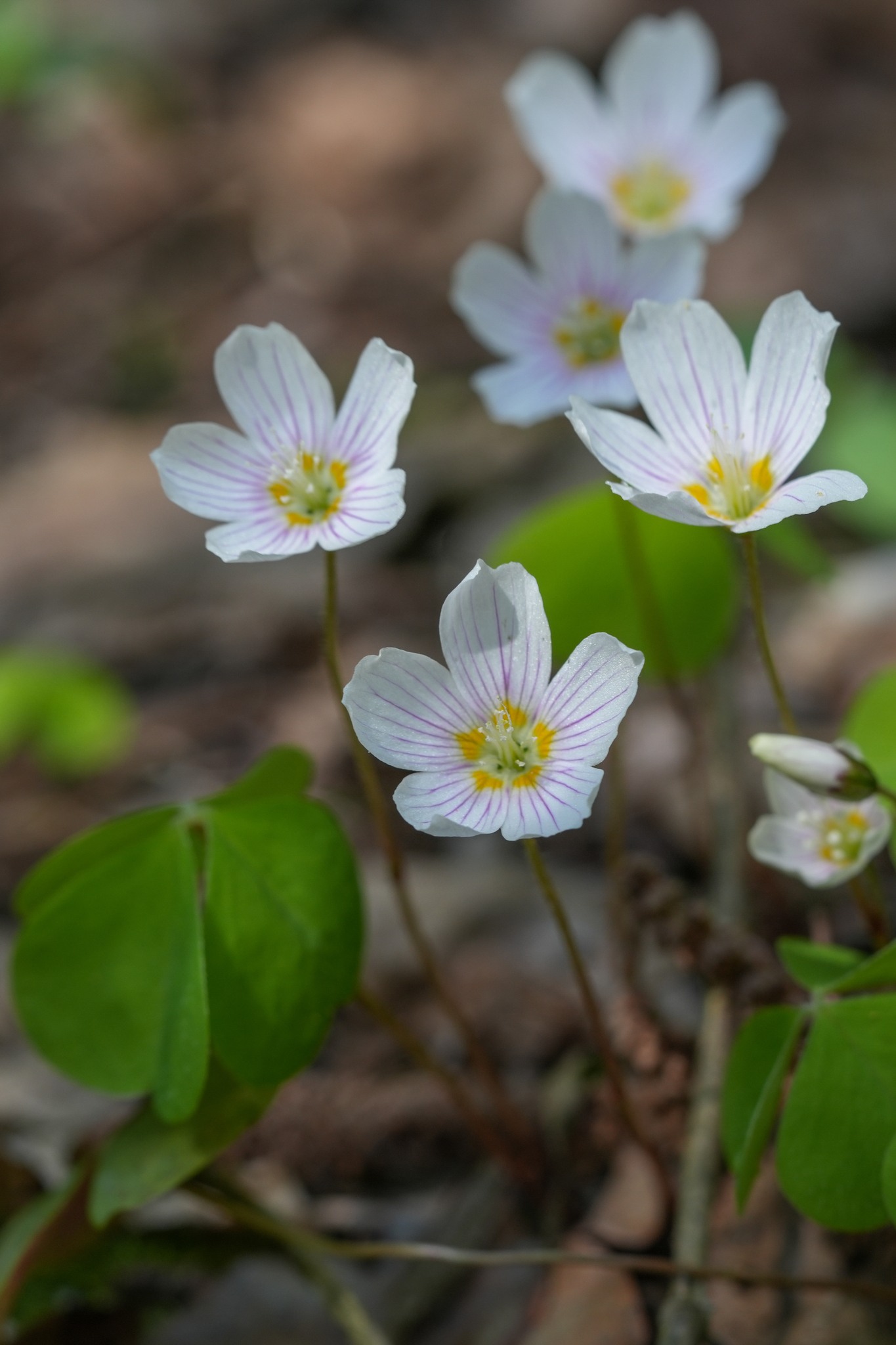 Oxalis acetosella