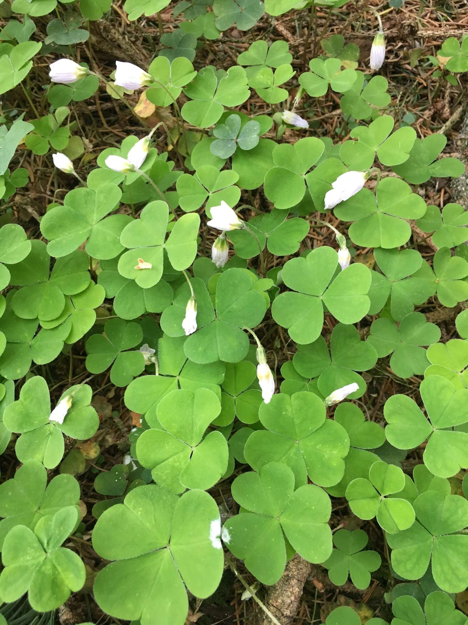 Oxalis acetosella