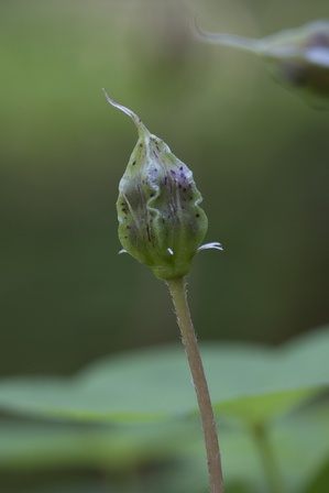 Oxalis acetosella