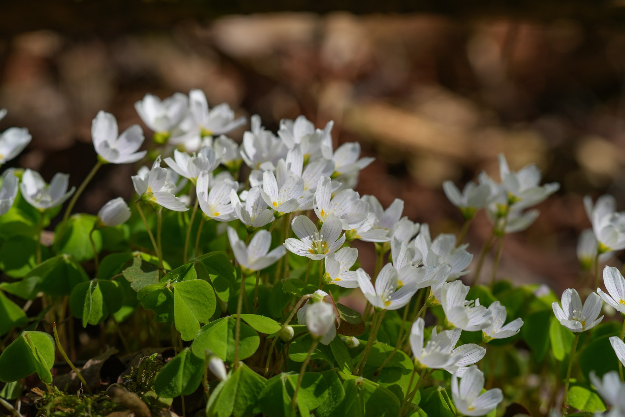 Oxalis acetosella