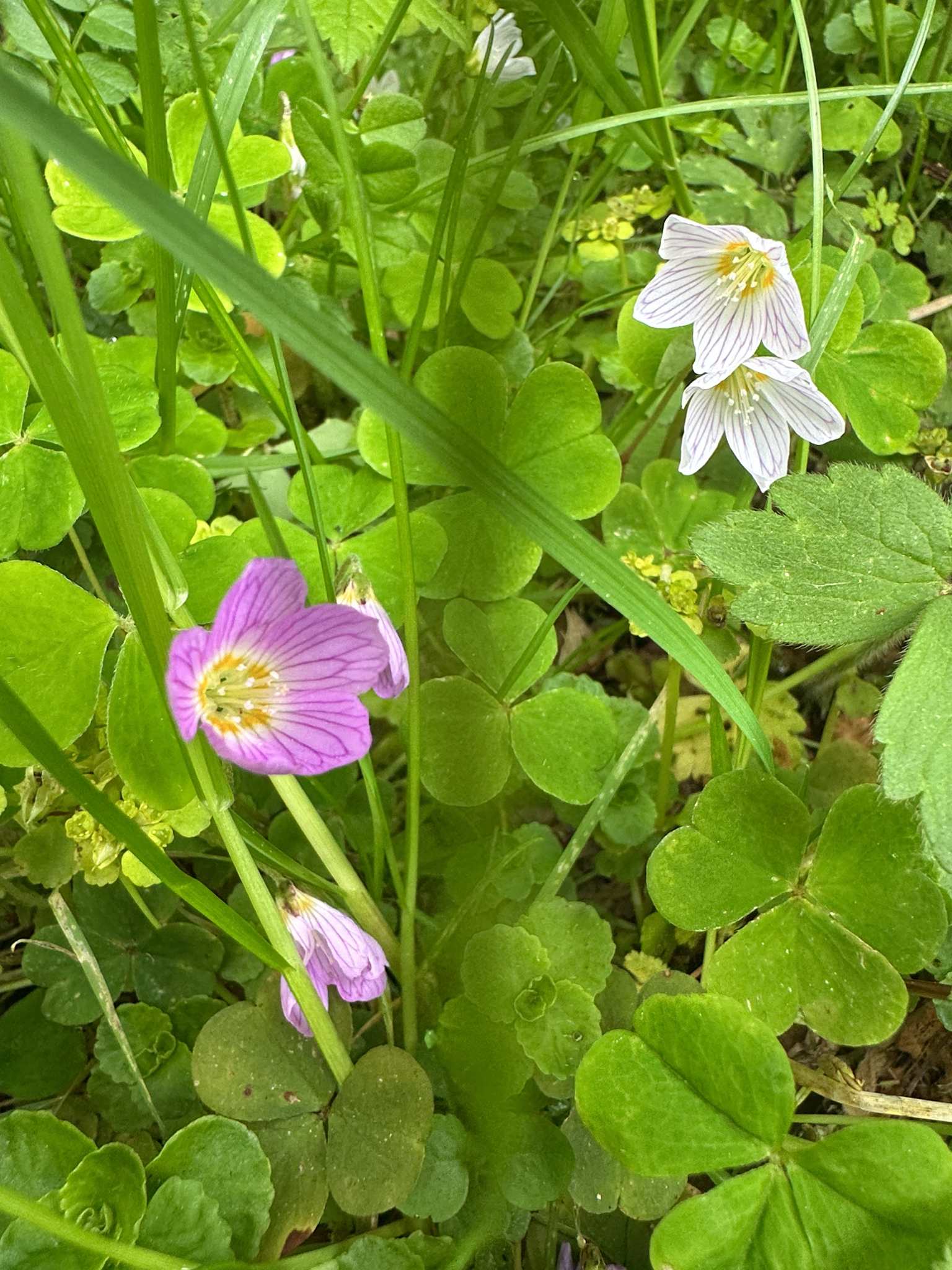 Oxalis acetosella