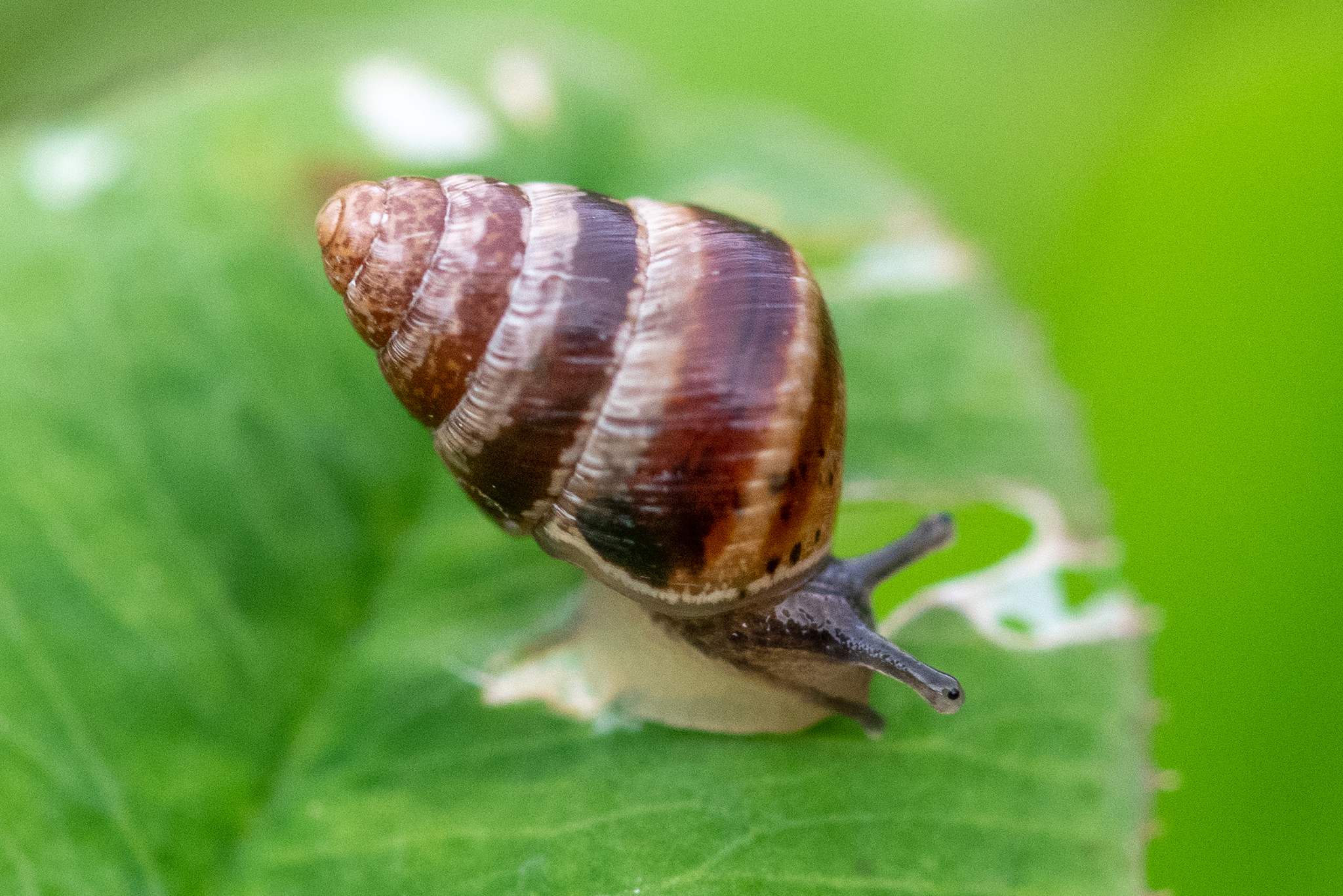 Cochlicella barbara