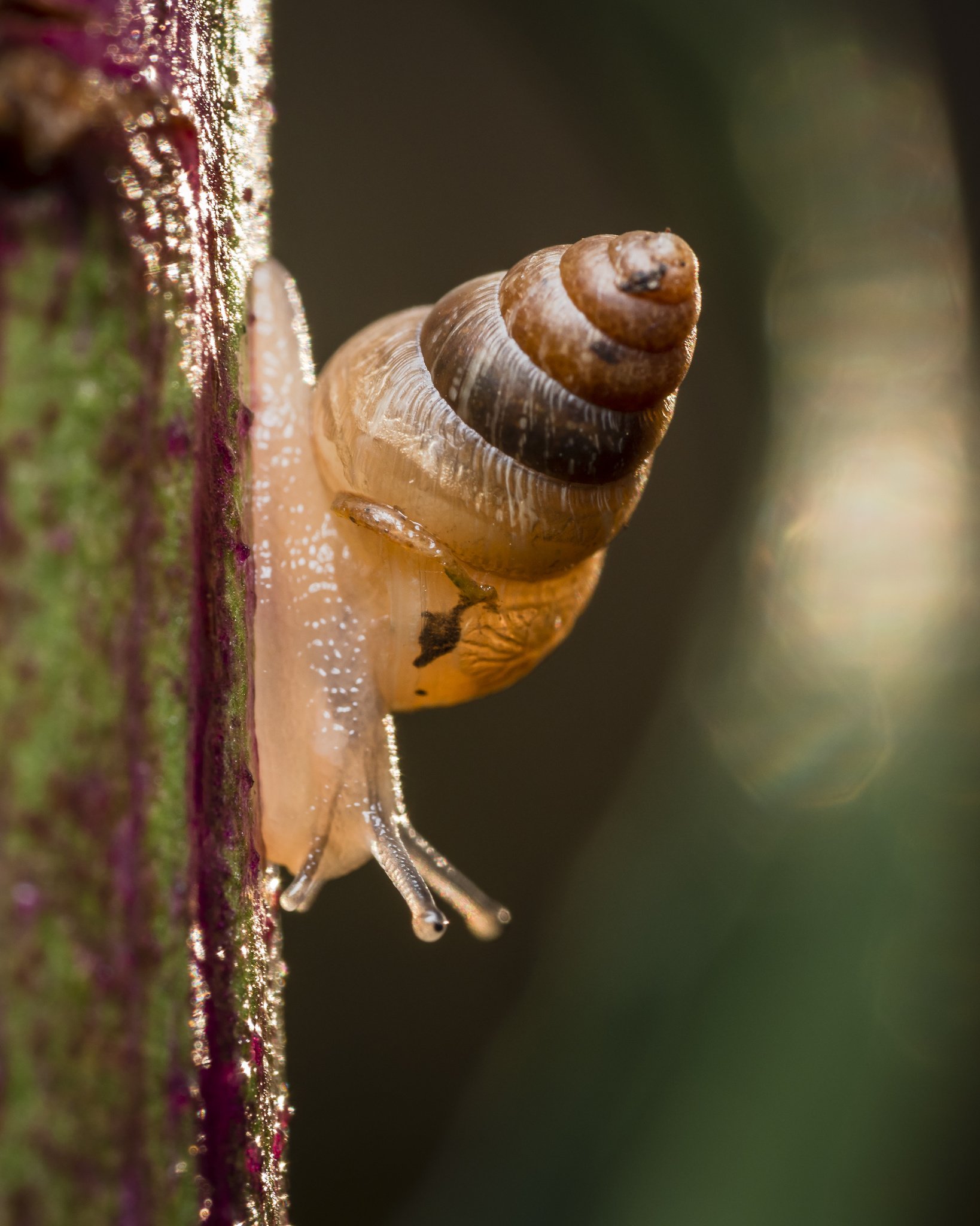 Cochlicella barbara