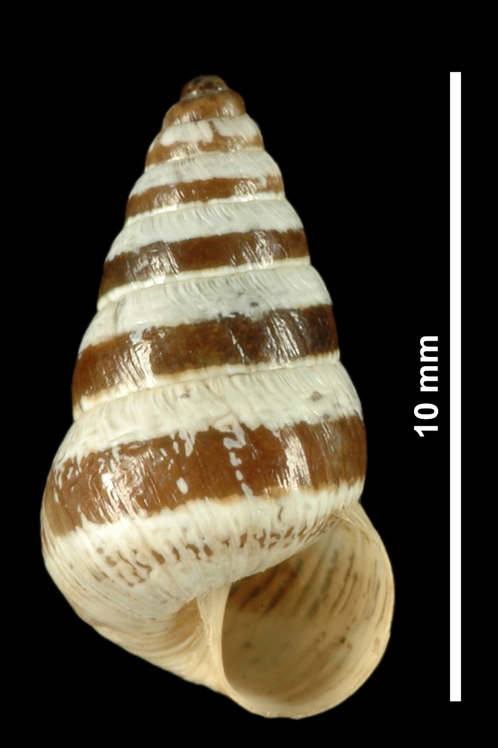 Cochlicella barbara