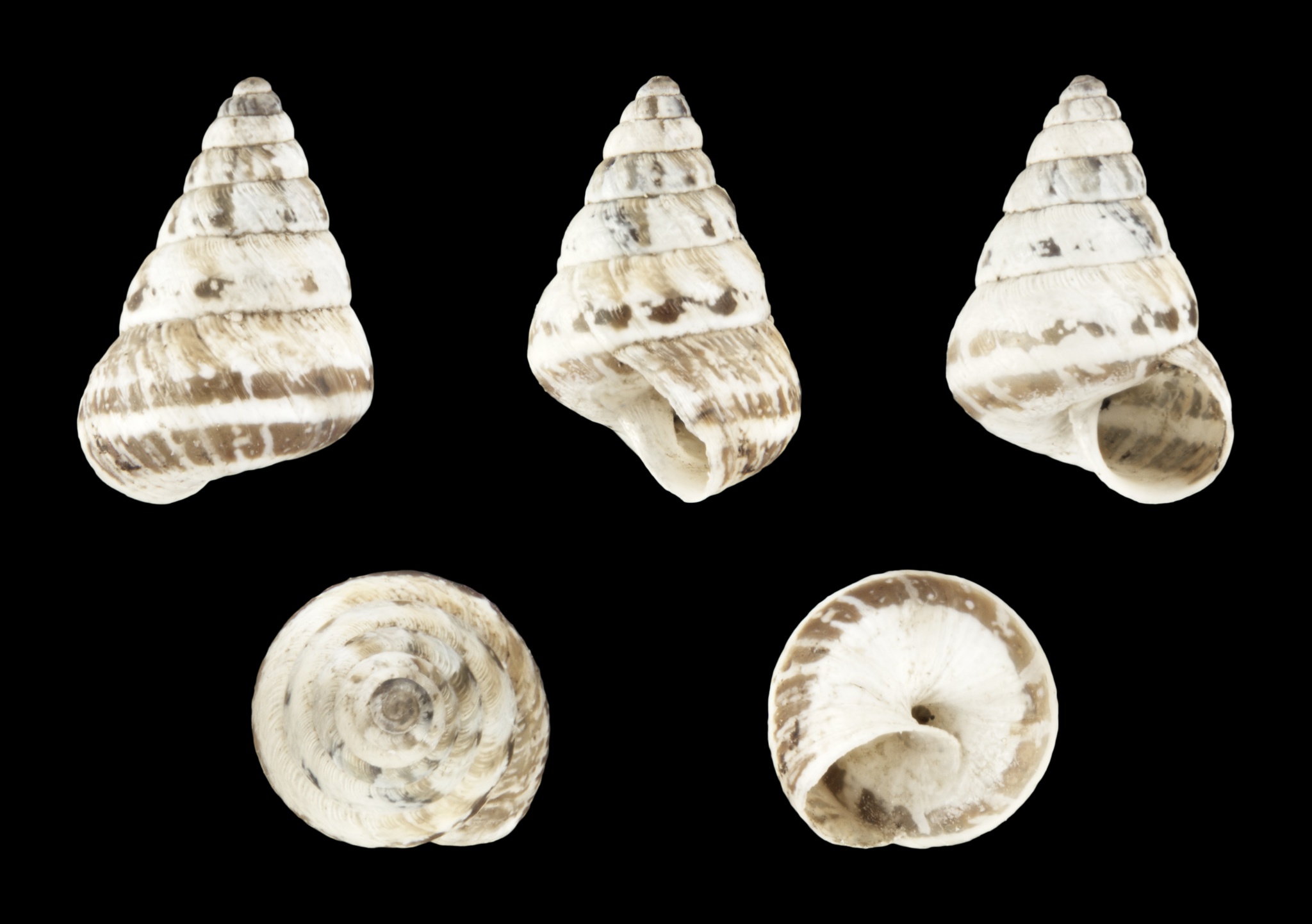 Cochlicella barbara