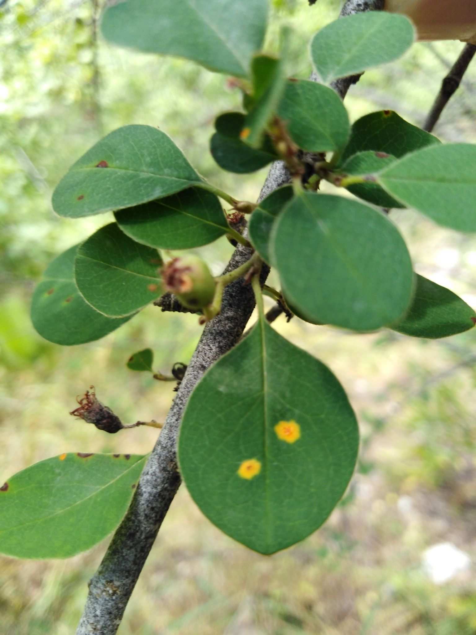 Gymnosporangium confusum