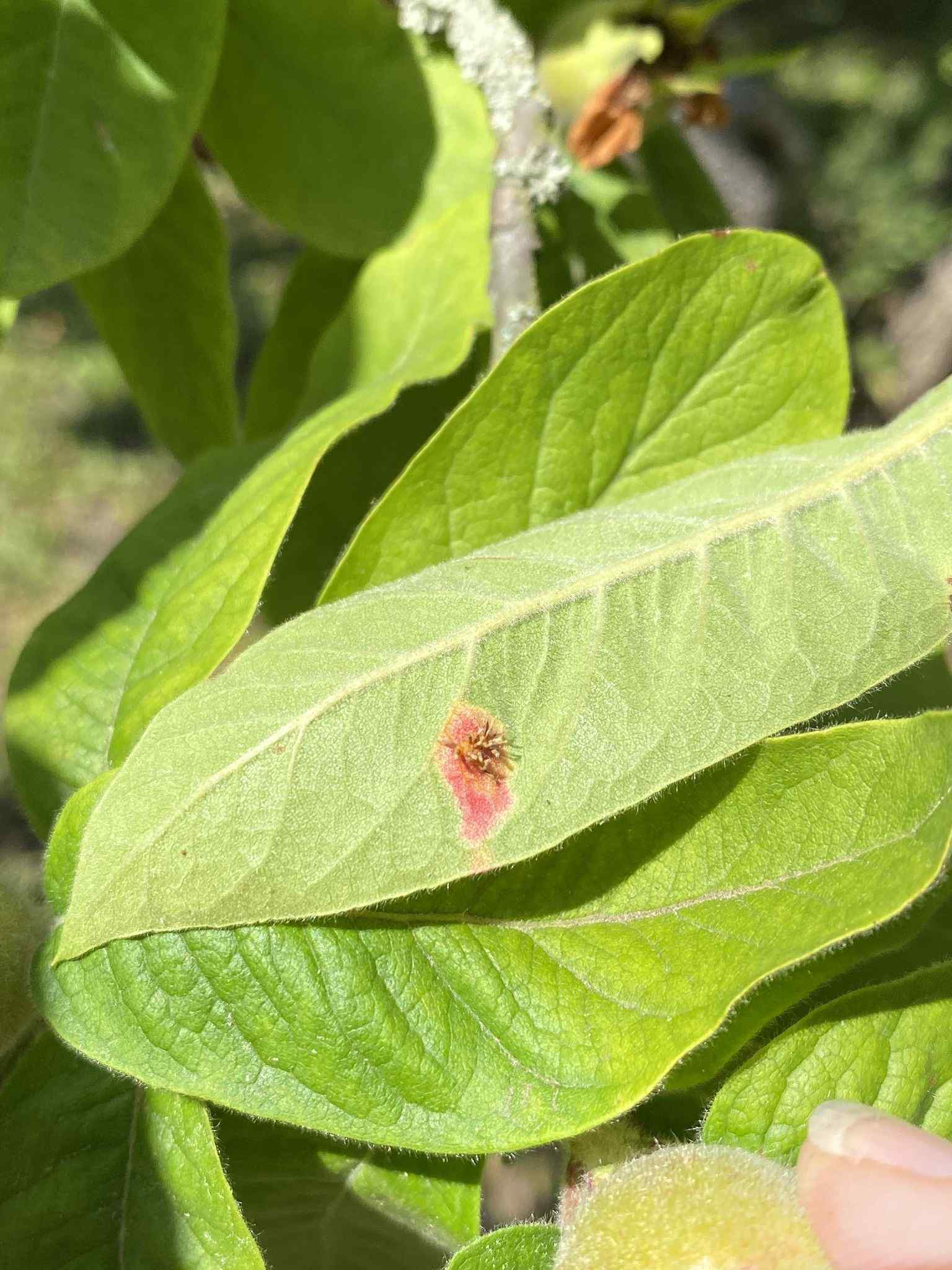 Gymnosporangium confusum