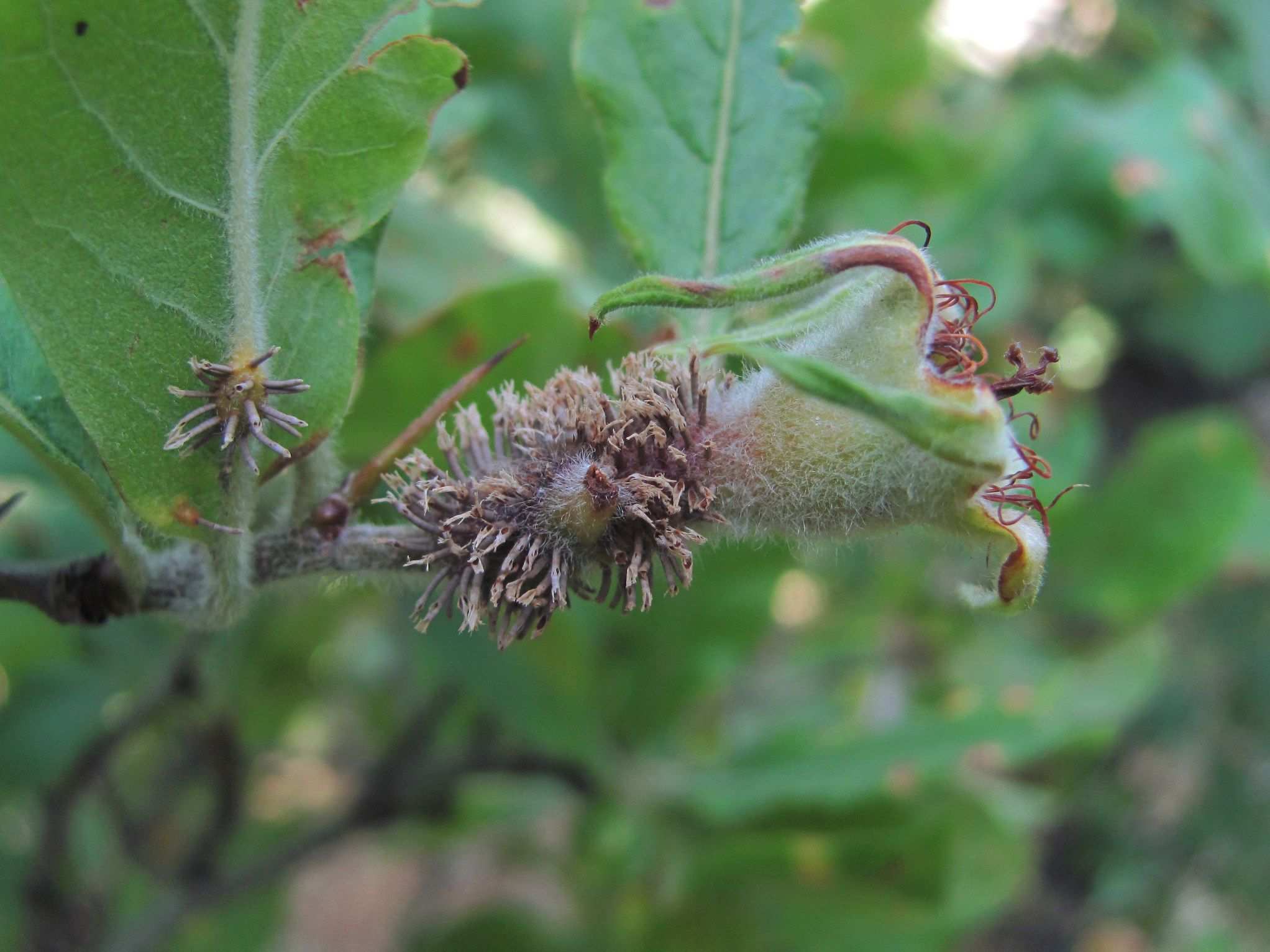Gymnosporangium confusum